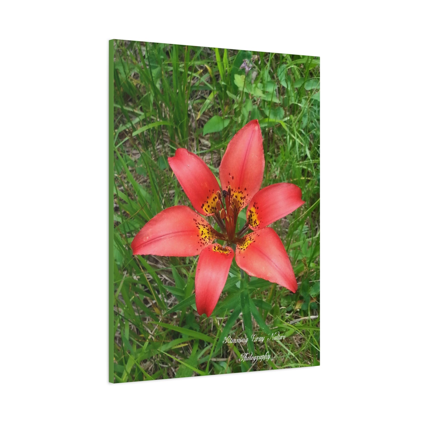 Red Tiger Lily Matte Canvas, Stretched, 1.25"