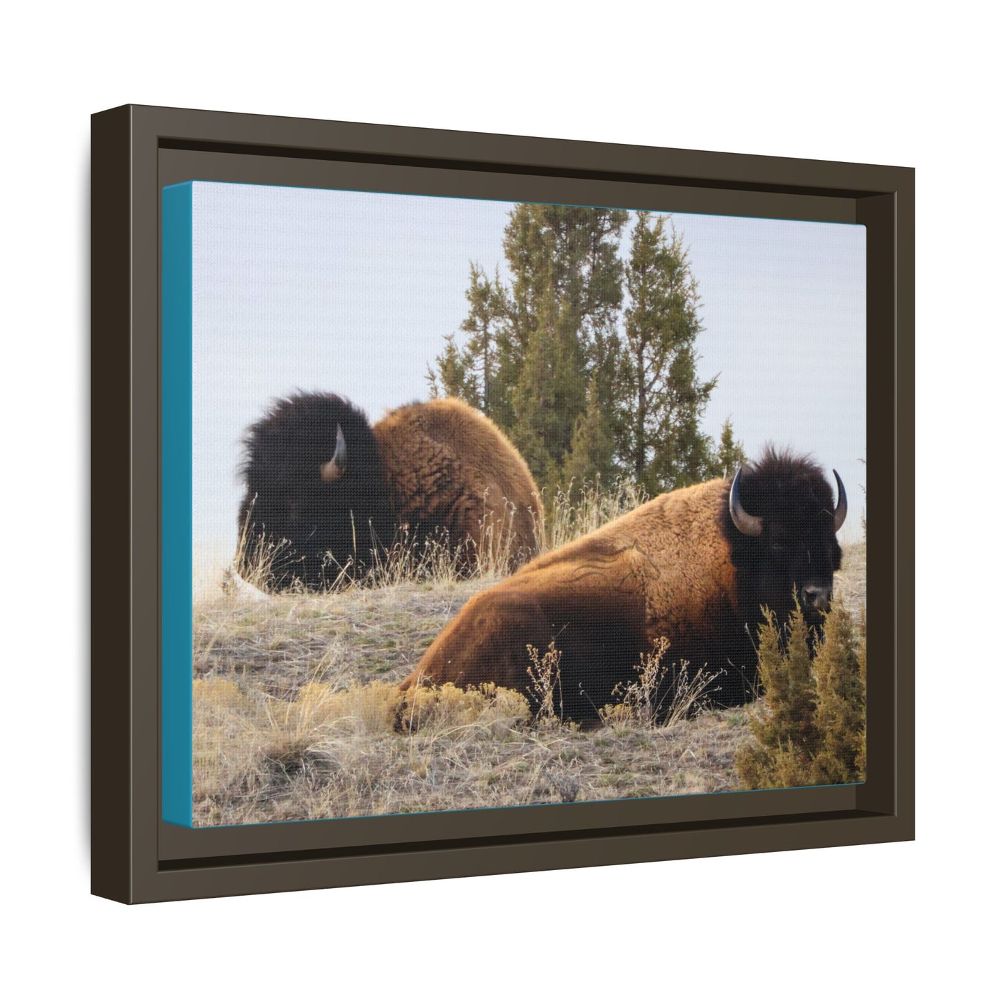 Two Bull Buffalo Framed Canvas