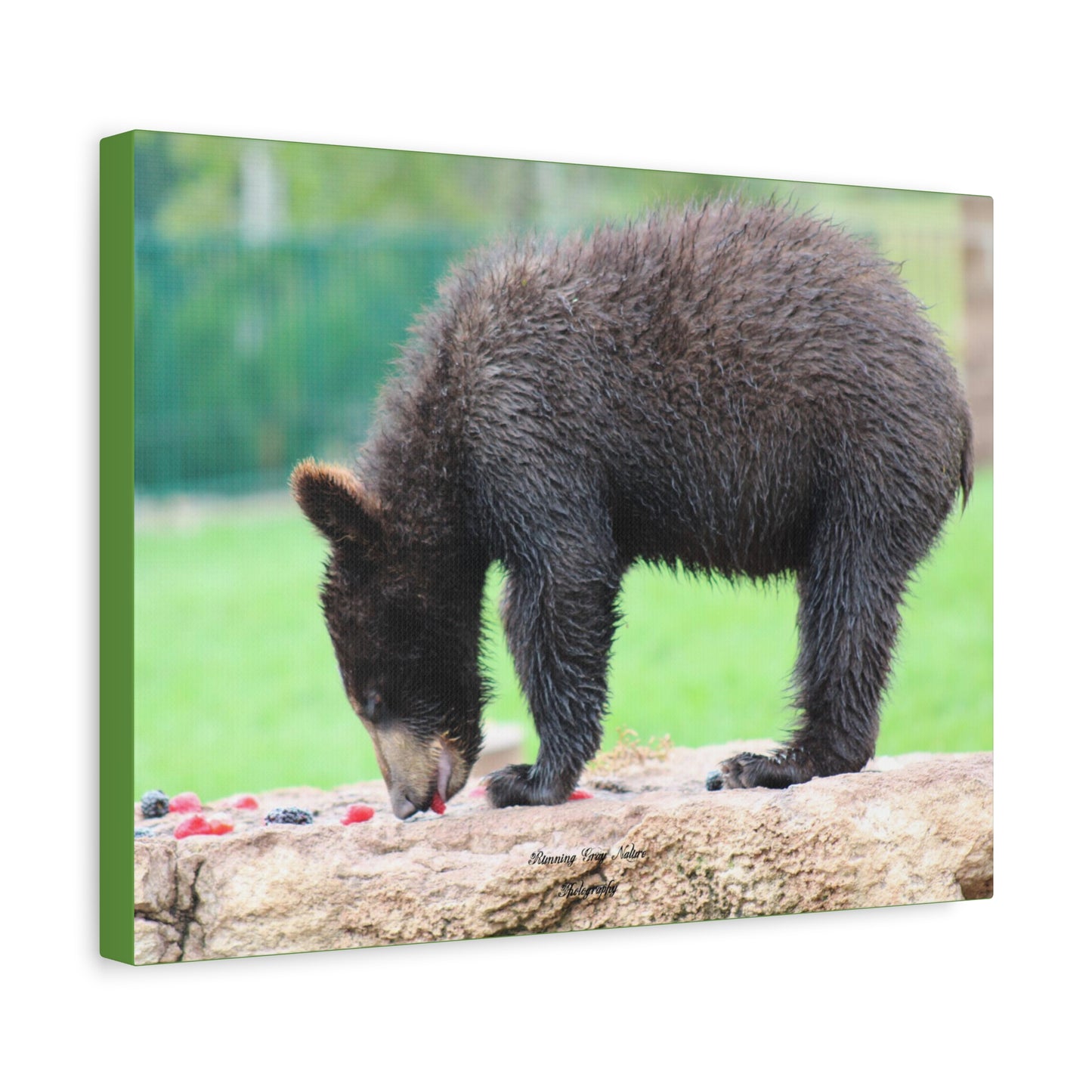 Strawberry Bear Matte Canvas, Stretched, 1.25"