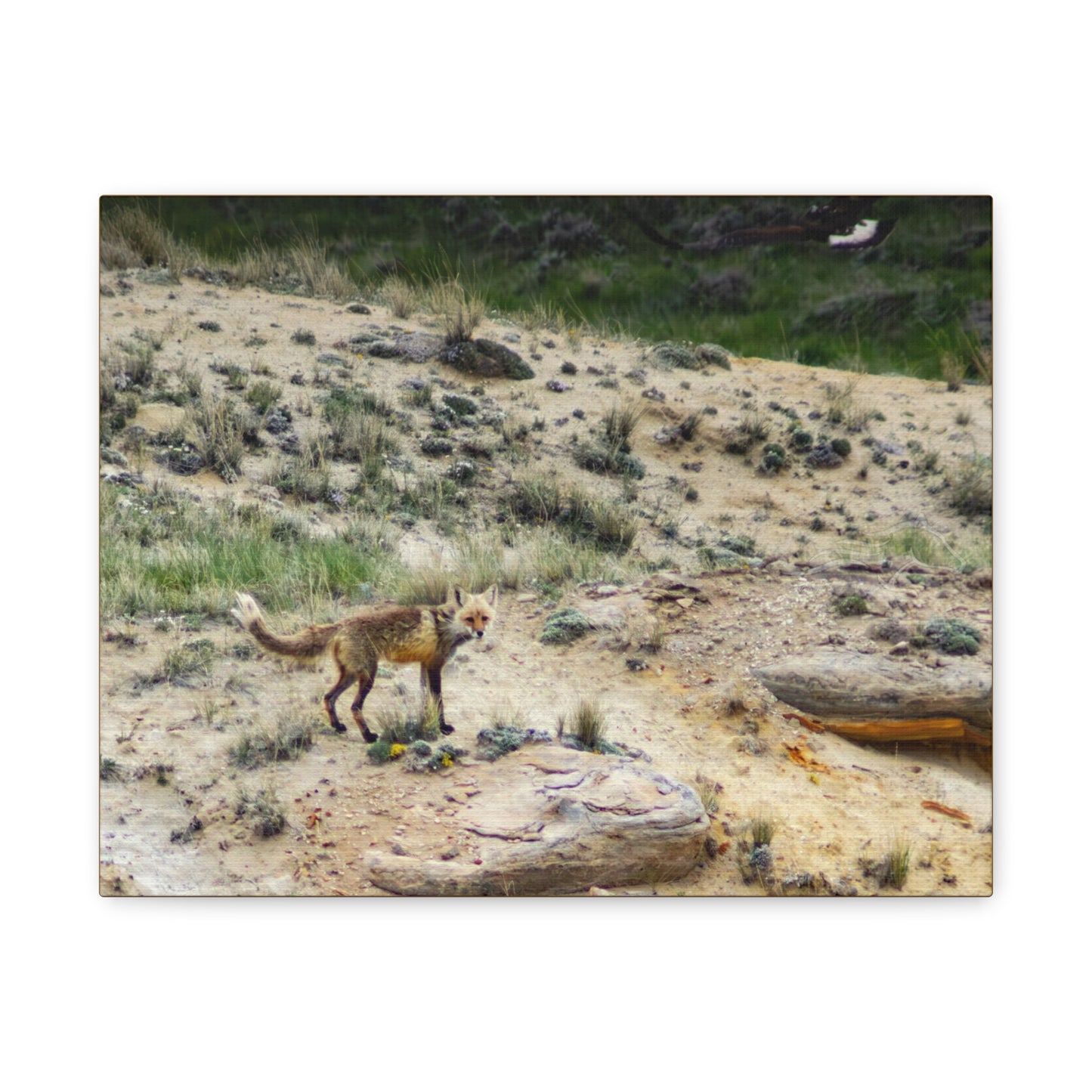 Swift fox and an Eagle