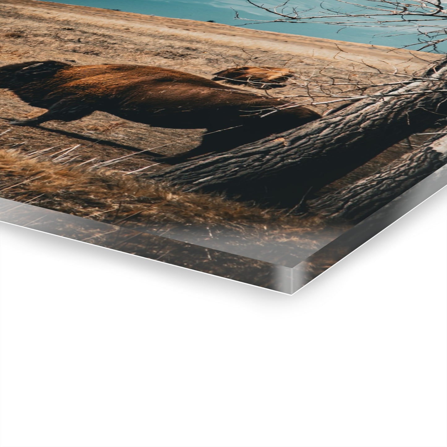 Rustic Bison Mountain Acrylic