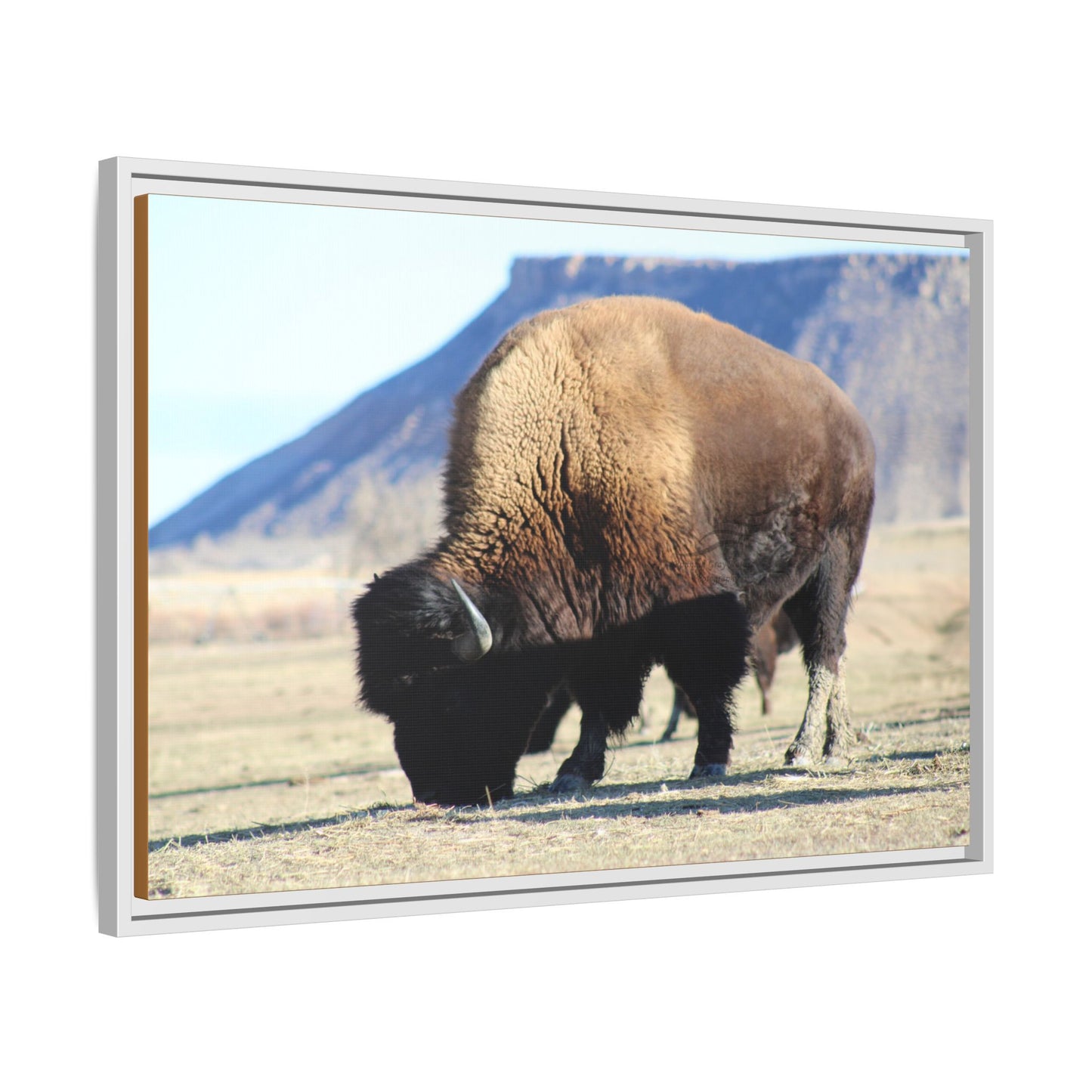 Big Daddy Buffalo Framed Canvas
