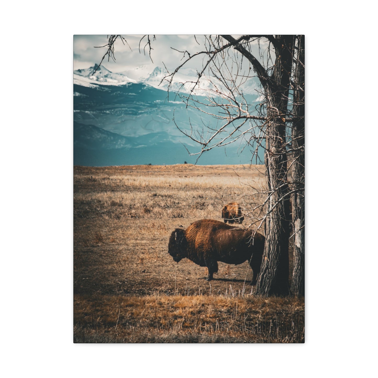 Rustic Bison Mountain Canvas