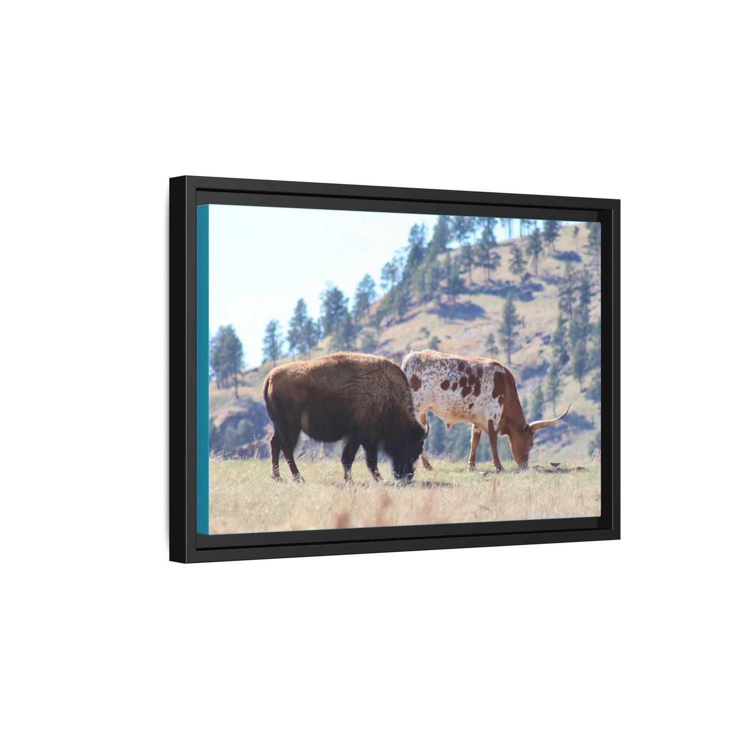 Long Horn and Buffalo Framed Canvas