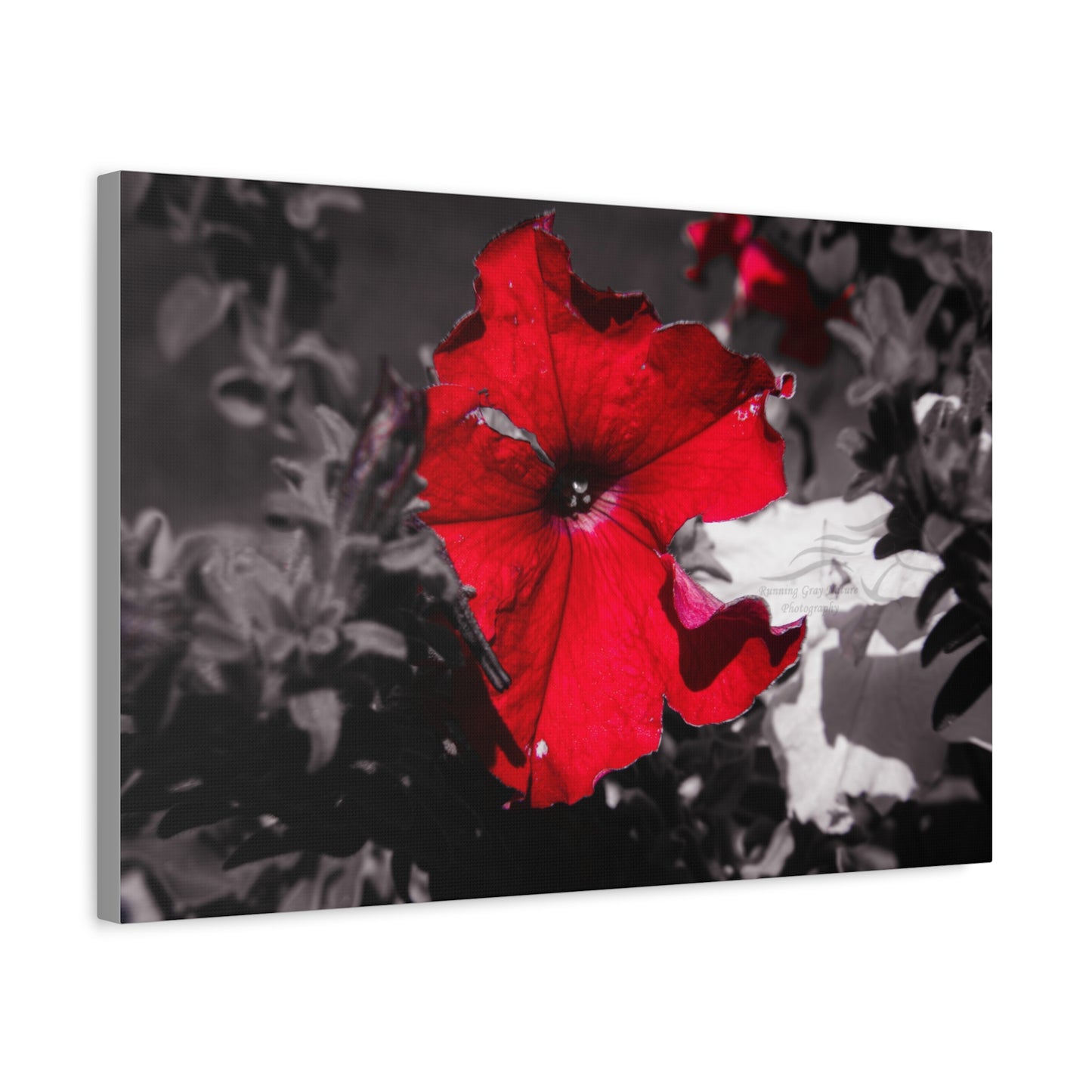 Black and Red Flower Canvas