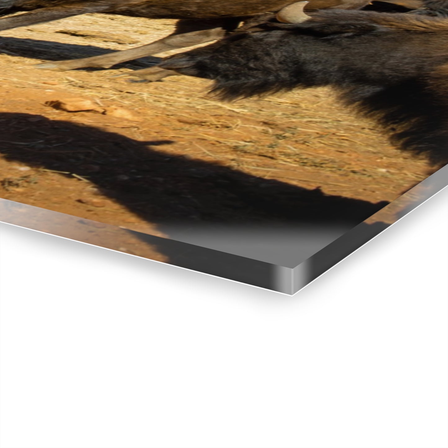 Momma and Baby Buffalo Acrylic