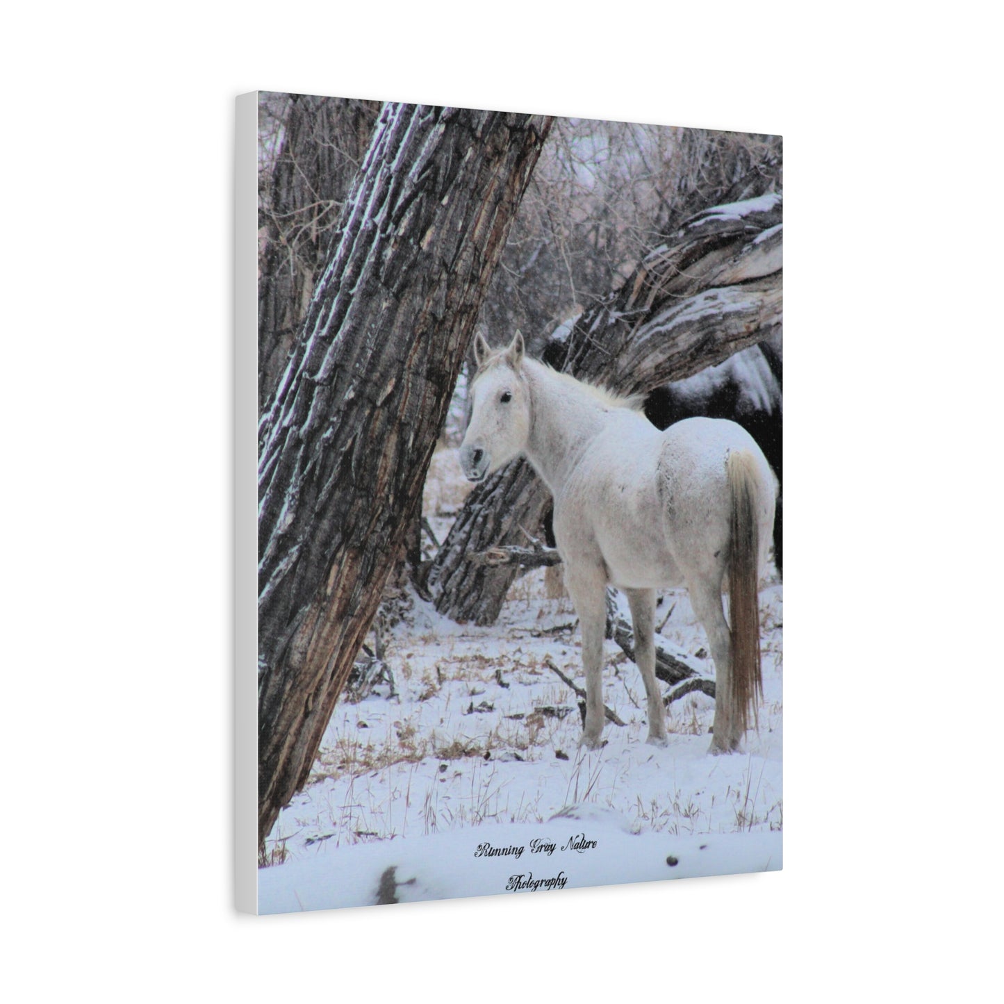 Winter White Horse Matte Canvas, Stretched, 1.25"