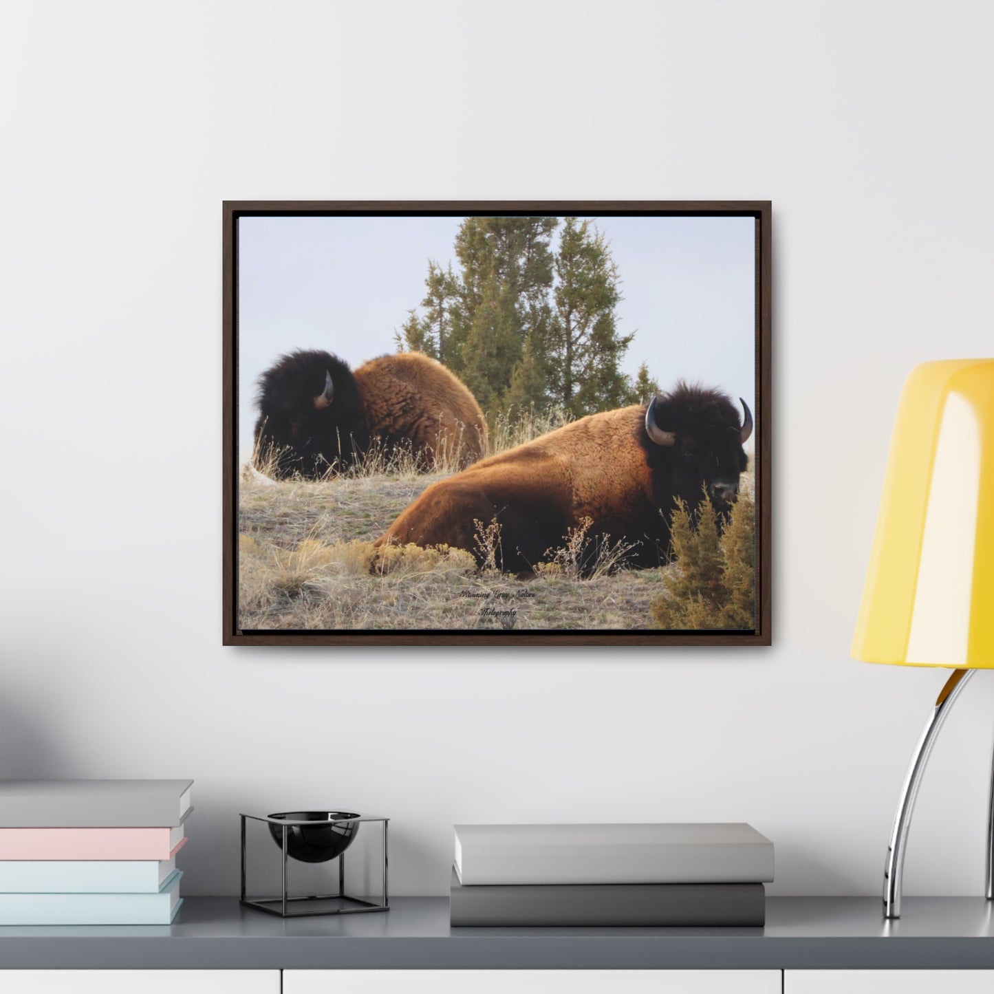 Two Bull Buffalo Gallery Canvas Wraps, Horizontal Frame