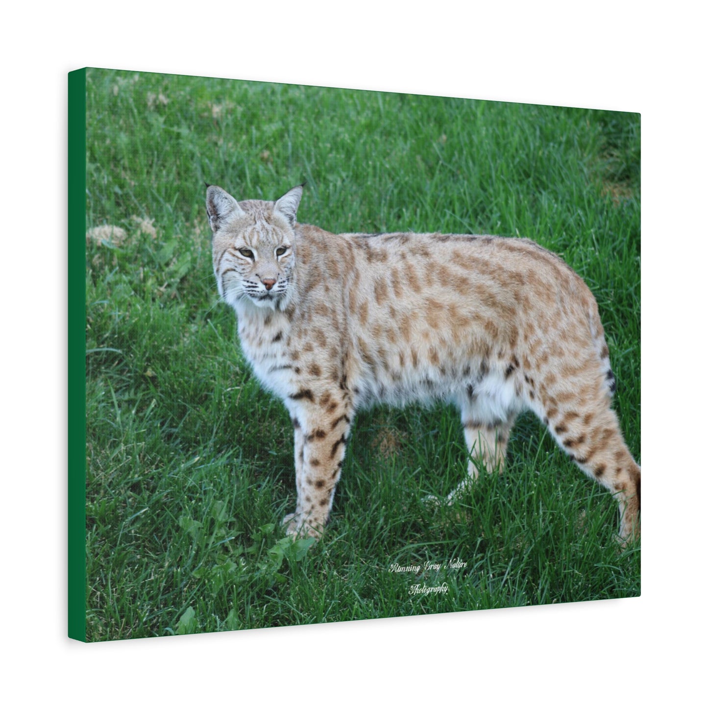 Bobcat Matte Canvas, Stretched, 1.25"