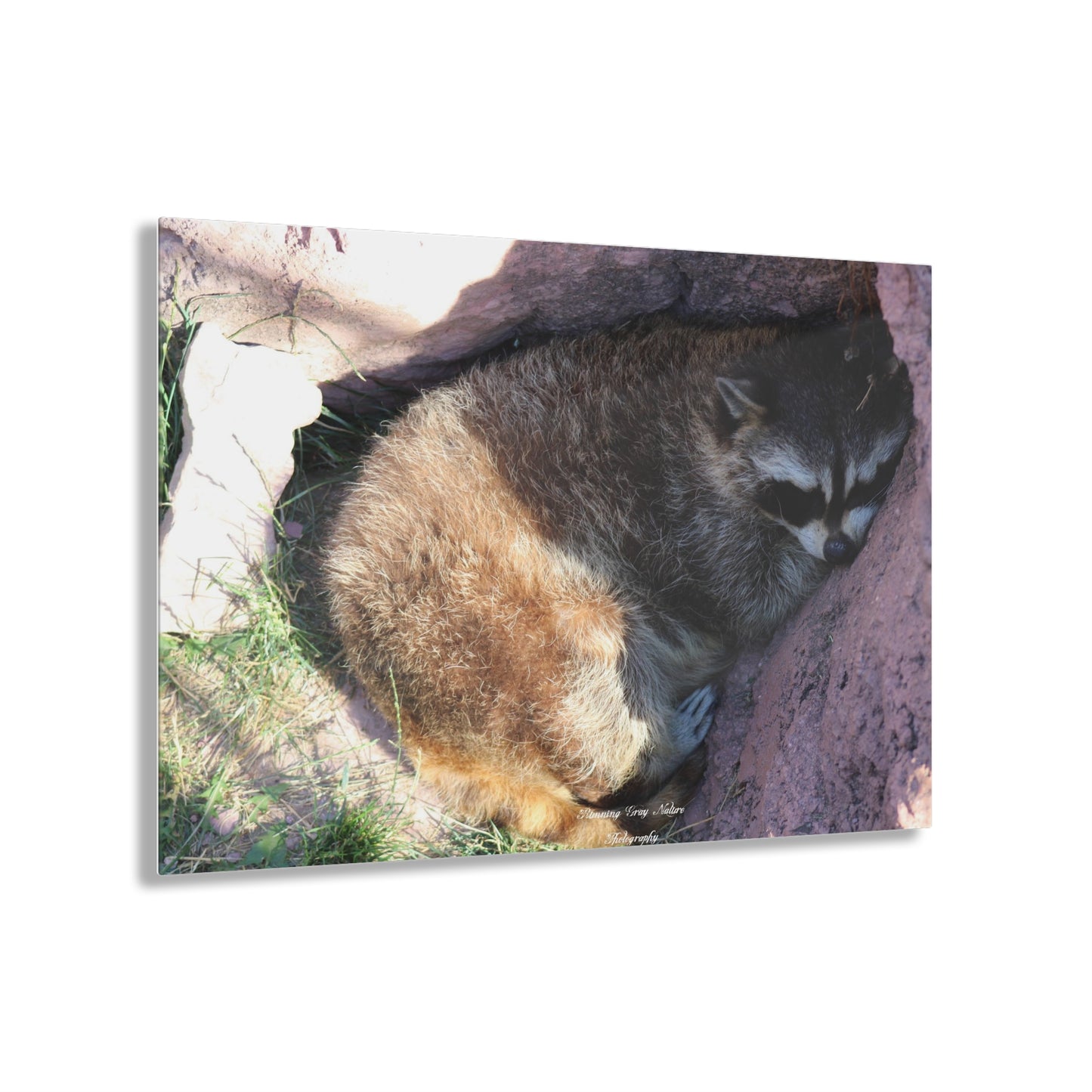 Sleeping Racoon Acrylic Prints