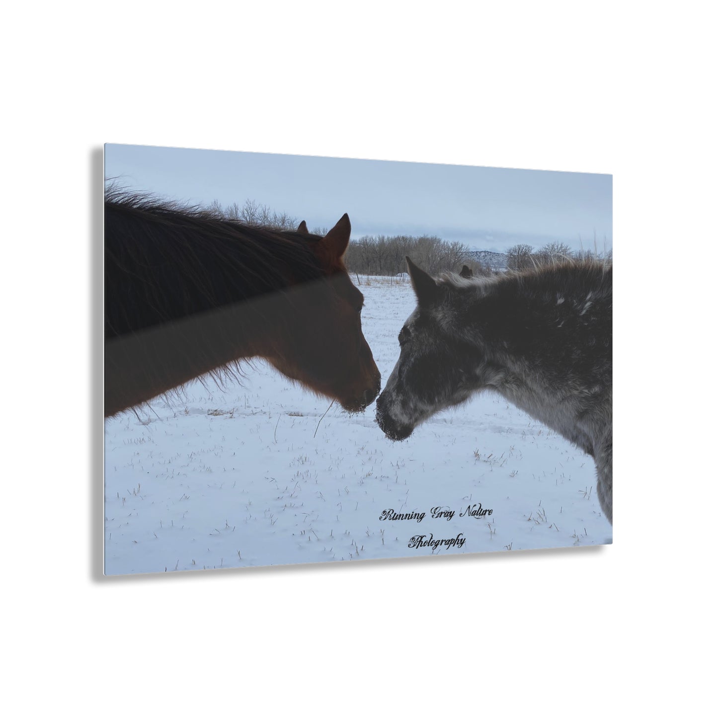 Horse Acrylic Prints