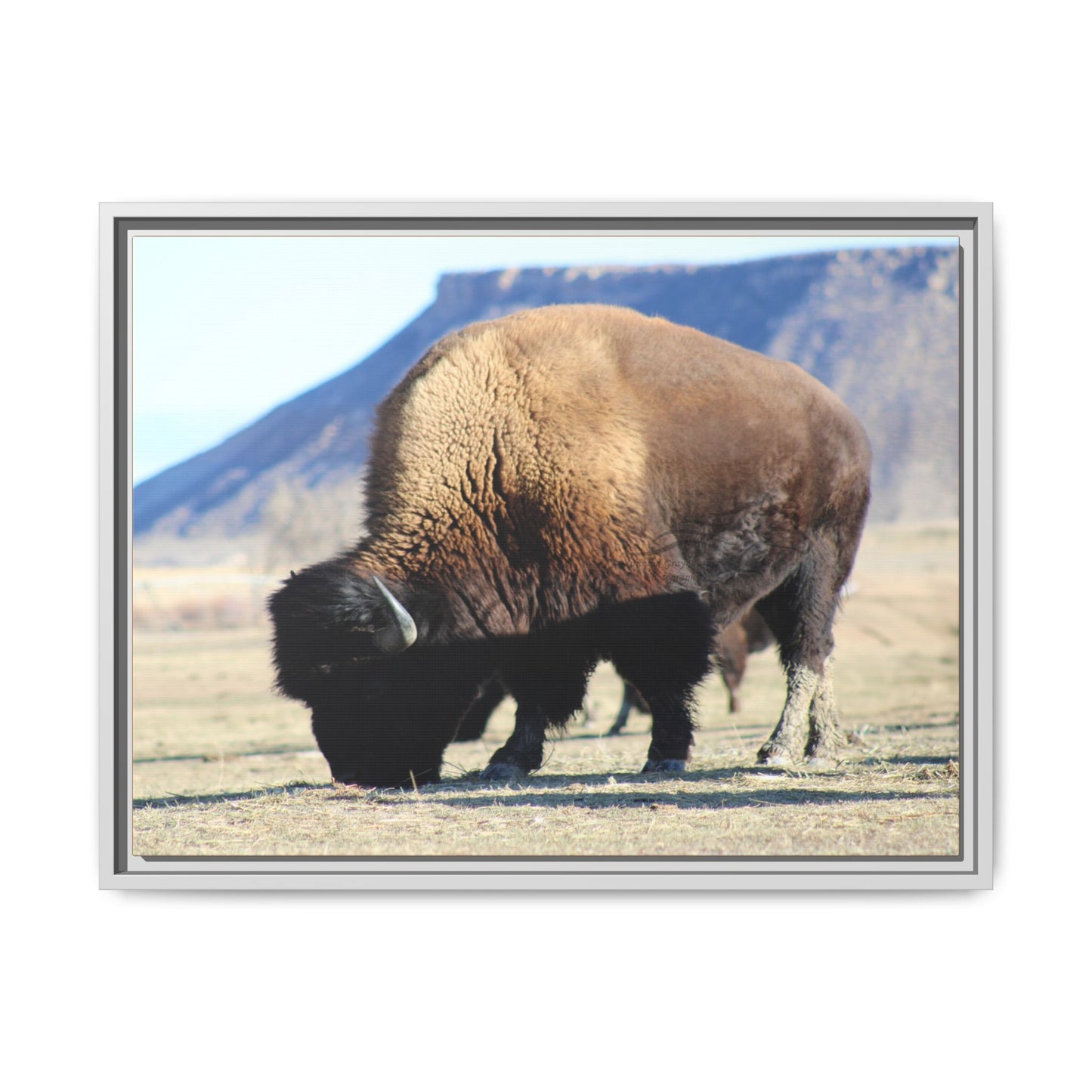 Big Daddy Buffalo Framed Canvas