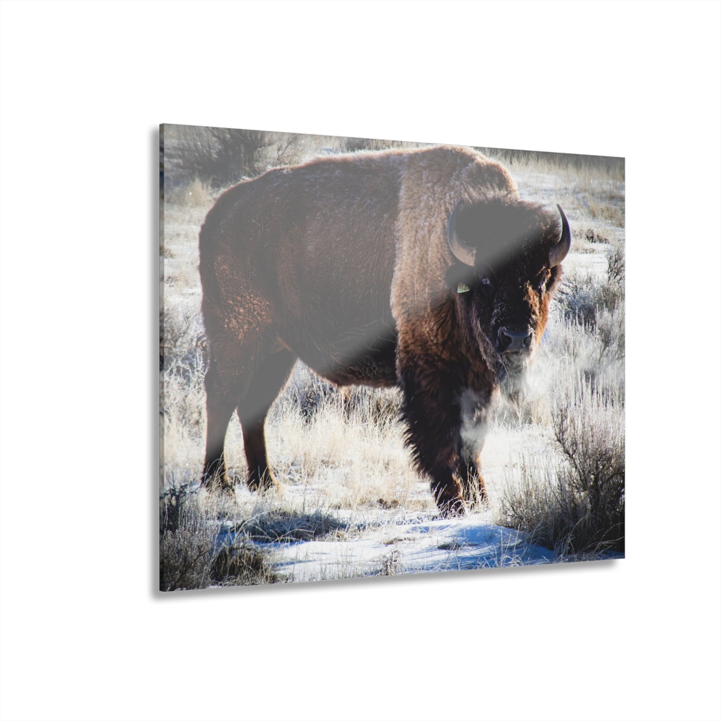 Early Morning Buffalo Acrylic