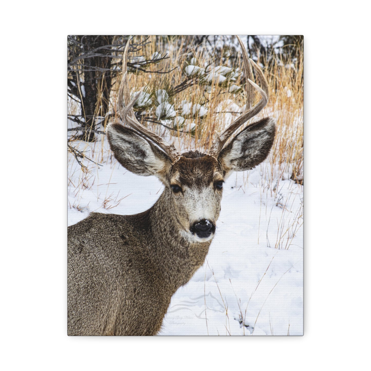 Deer Antlers in February Canvas