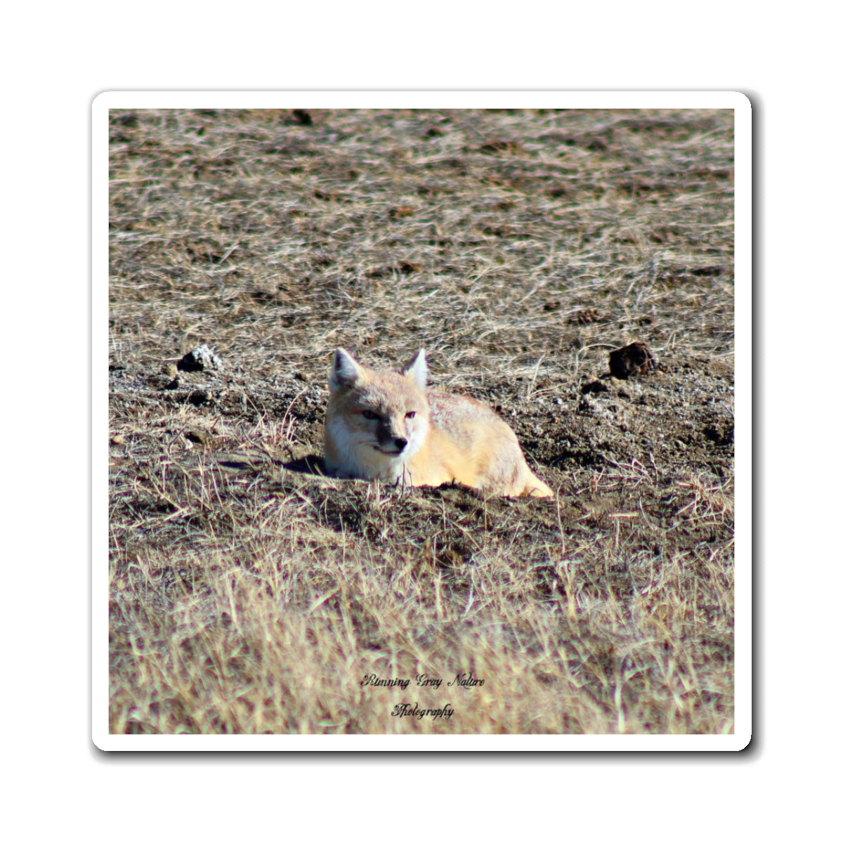 Swift Fox Magnets