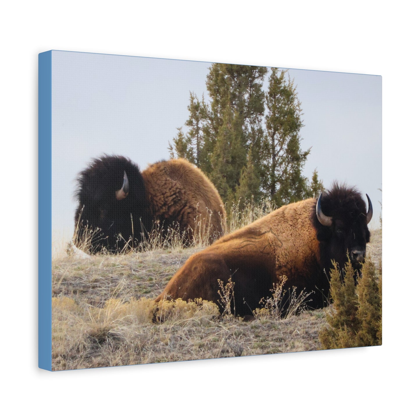 Two Bull Buffalo Canvas