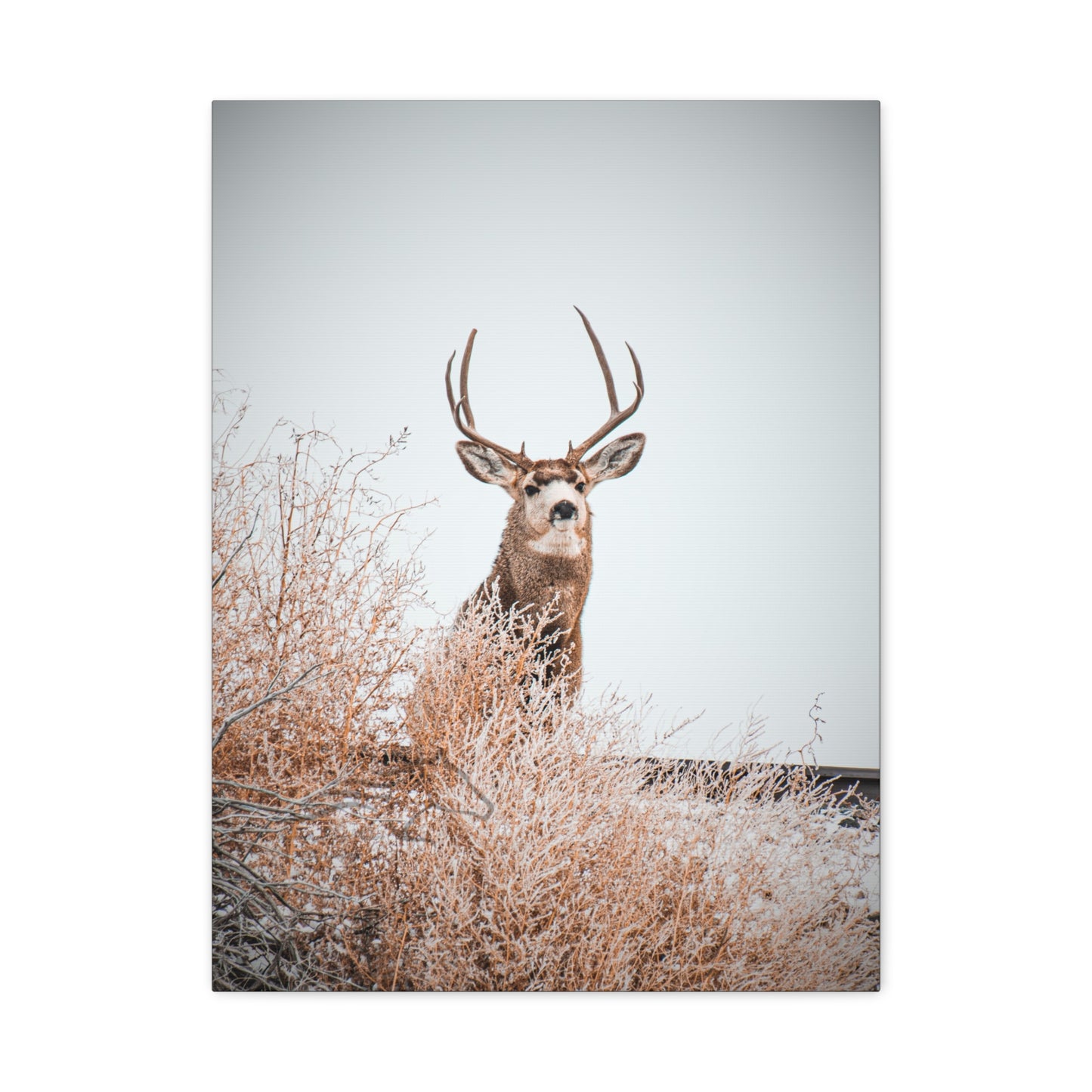 Rustic Deer Canvas