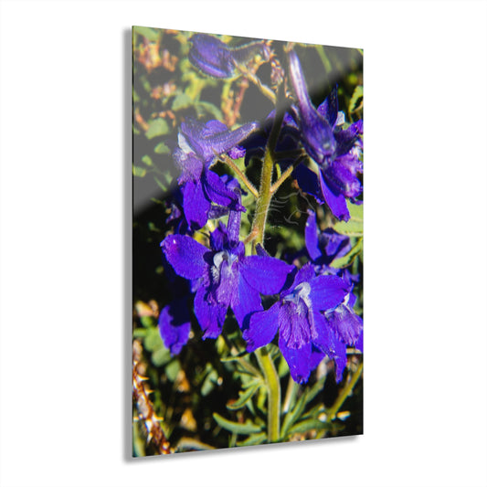 Royal Larkspar Acrylic