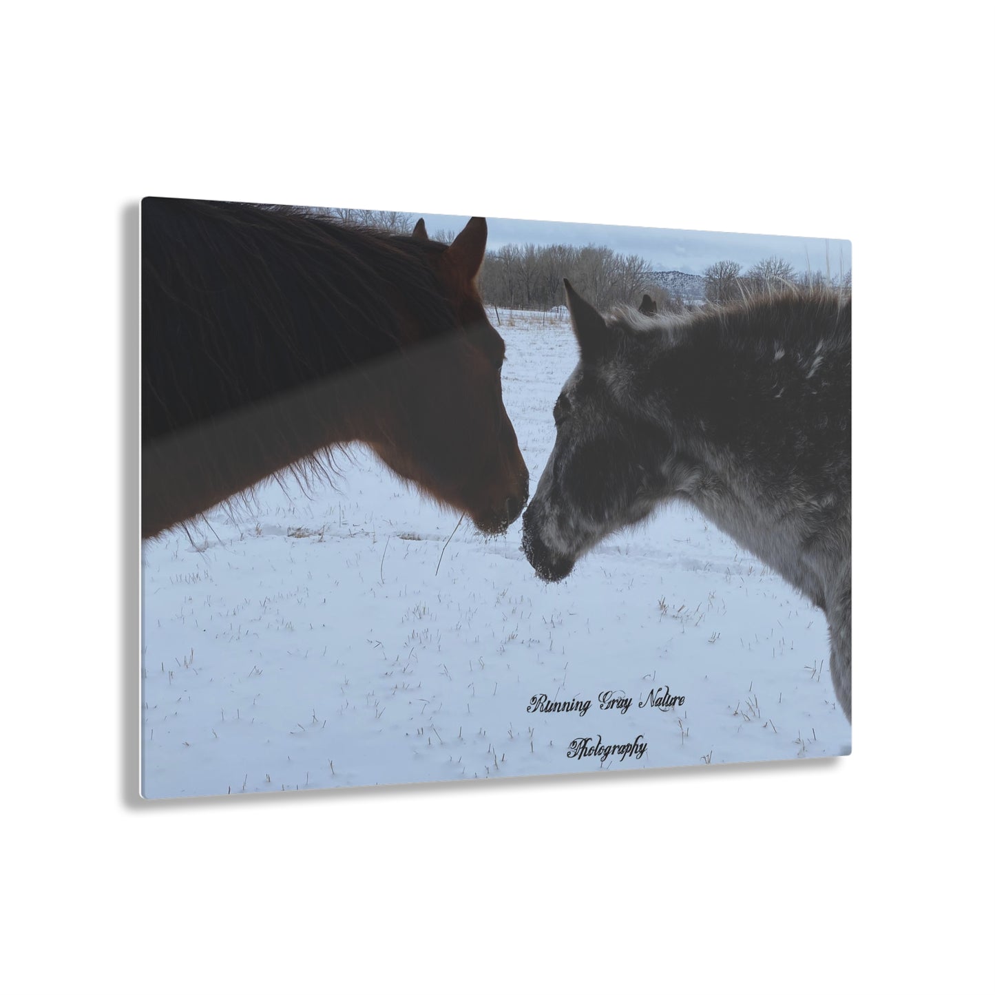 Horse Acrylic Prints