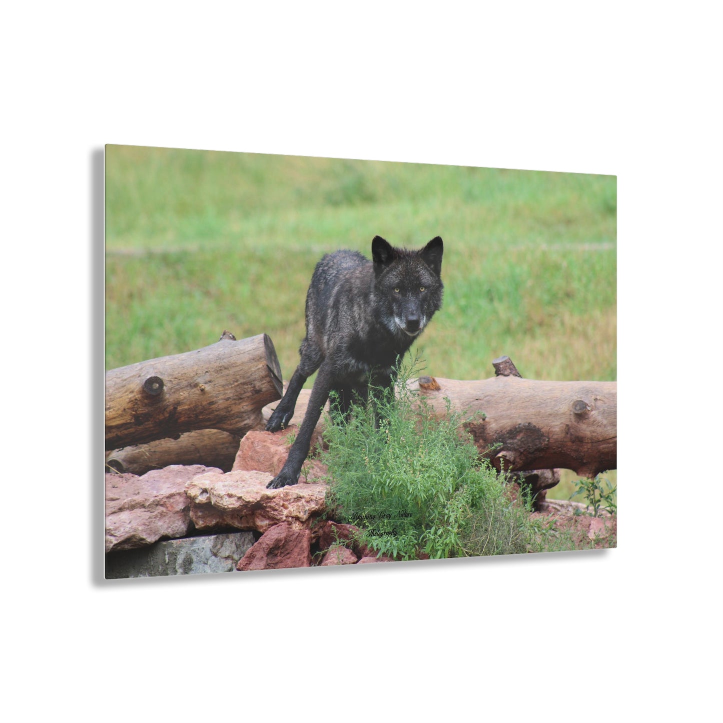 Black Wolf Acrylic Prints