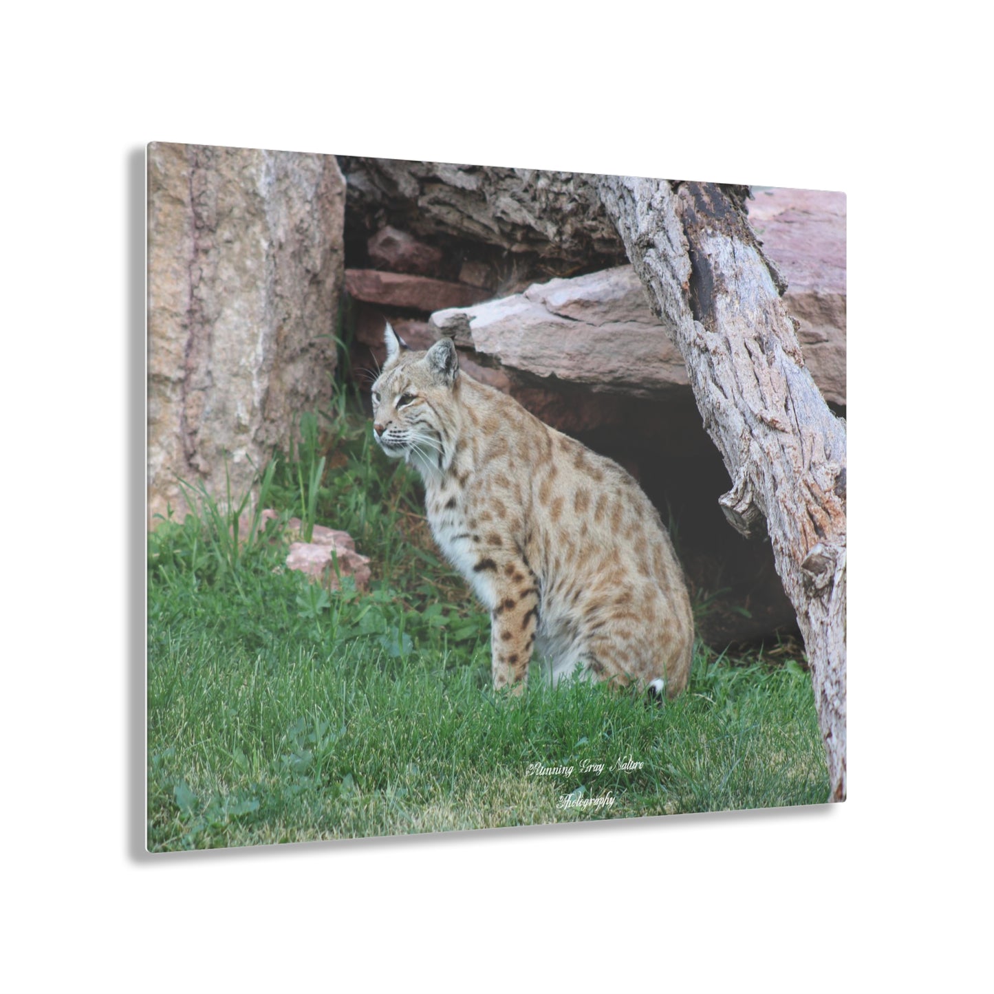 Sitting Bobcat Acrylic Prints