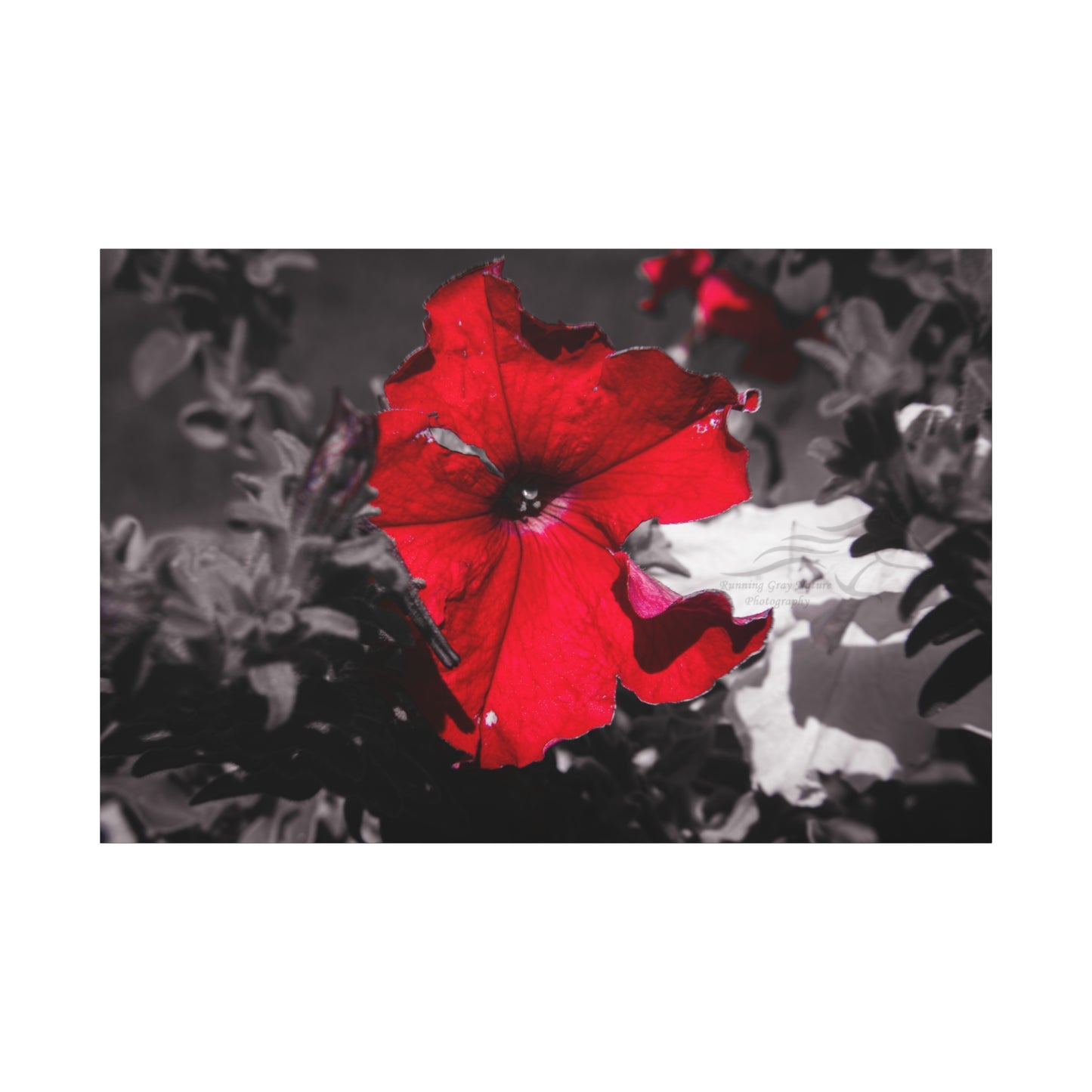 Black and Red Flower Canvas