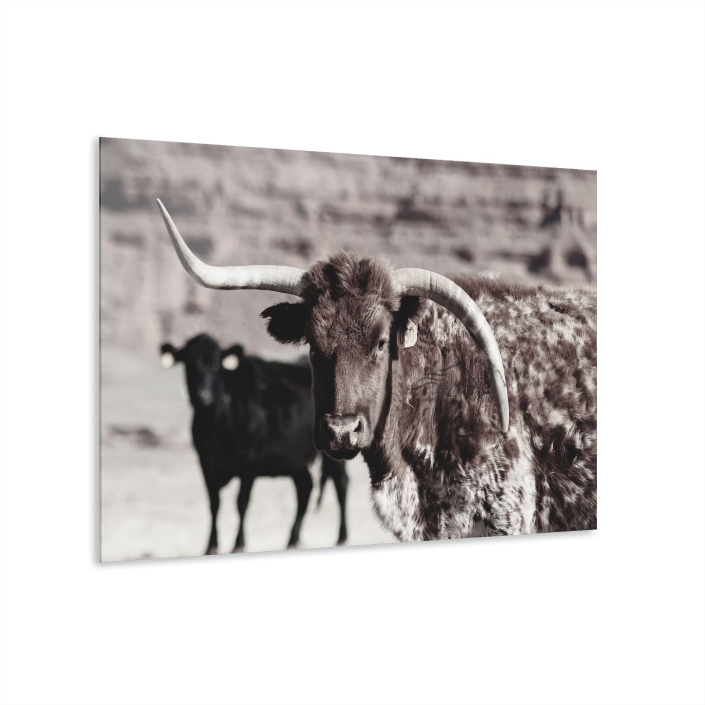 Rustic Longhorn Acrylic