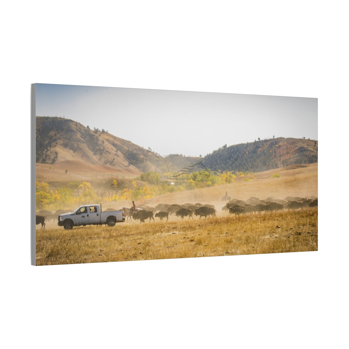 Trucks in the Buffalo Round Up