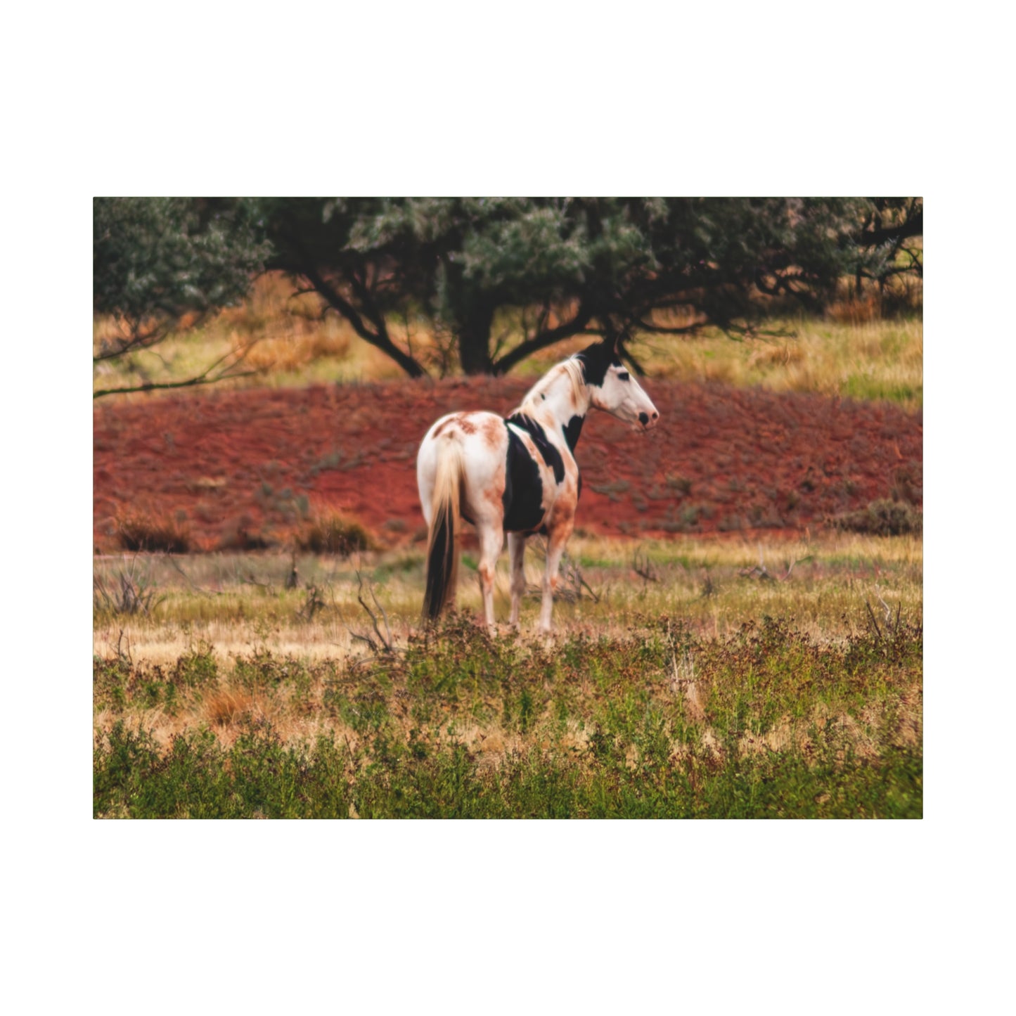 Painted Horse Canvas