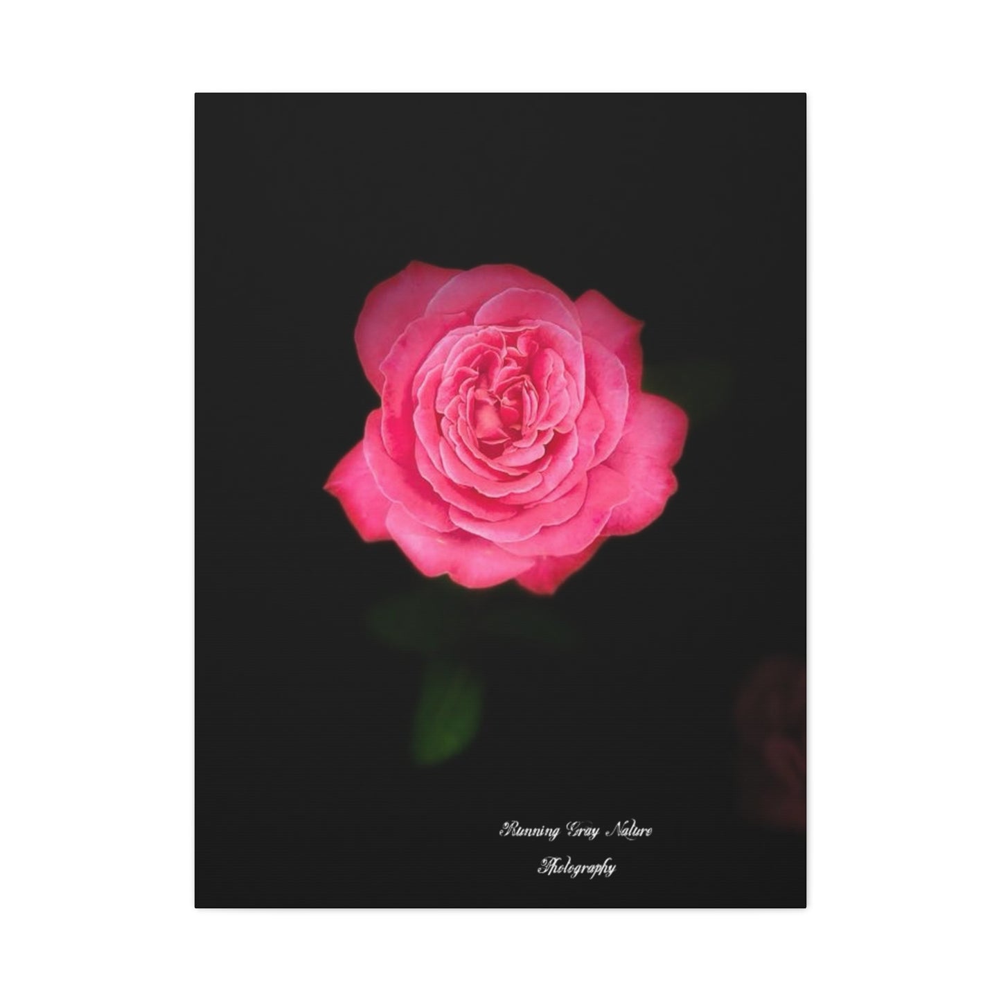 Pink Peace Rose Matte Canvas, Stretched, 1.25"