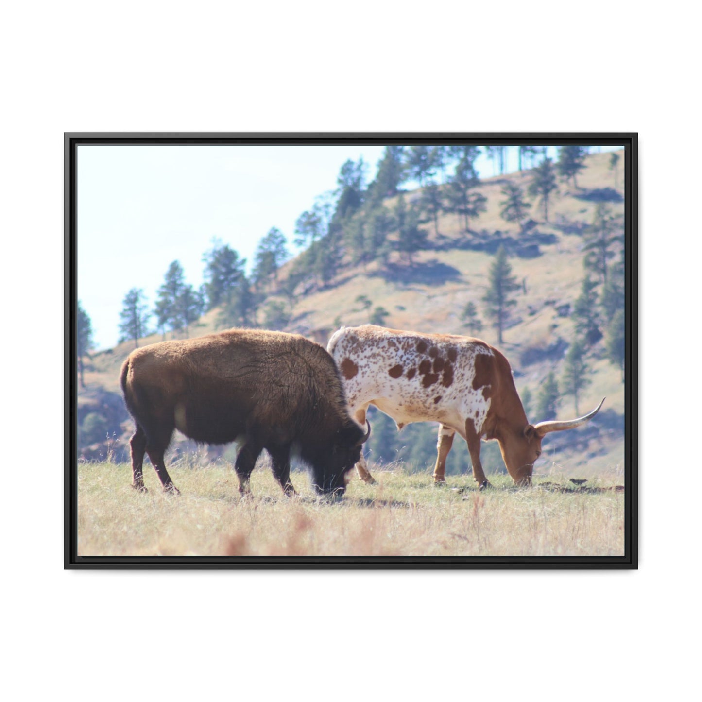 Long Horn and Buffalo Framed Canvas