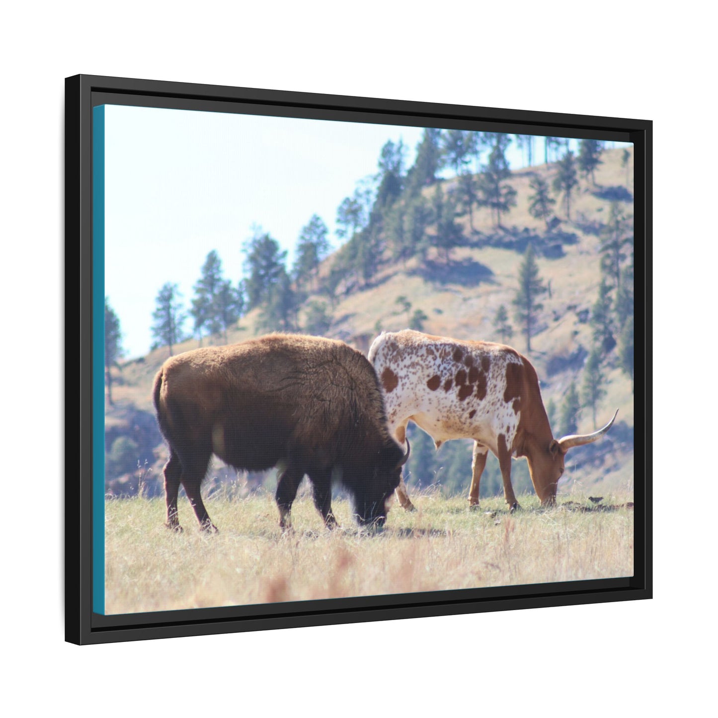 Long Horn and Buffalo Framed Canvas