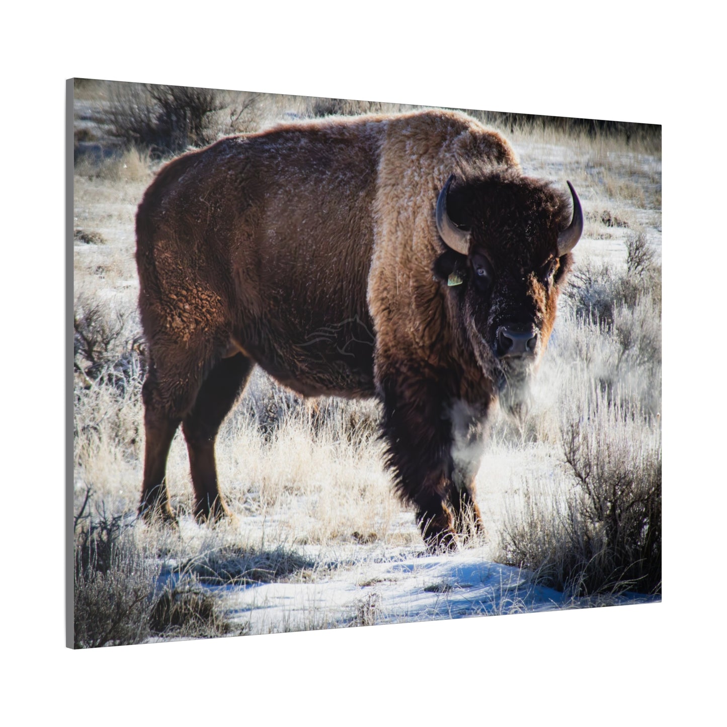 Early Morning Buffalo Canvas