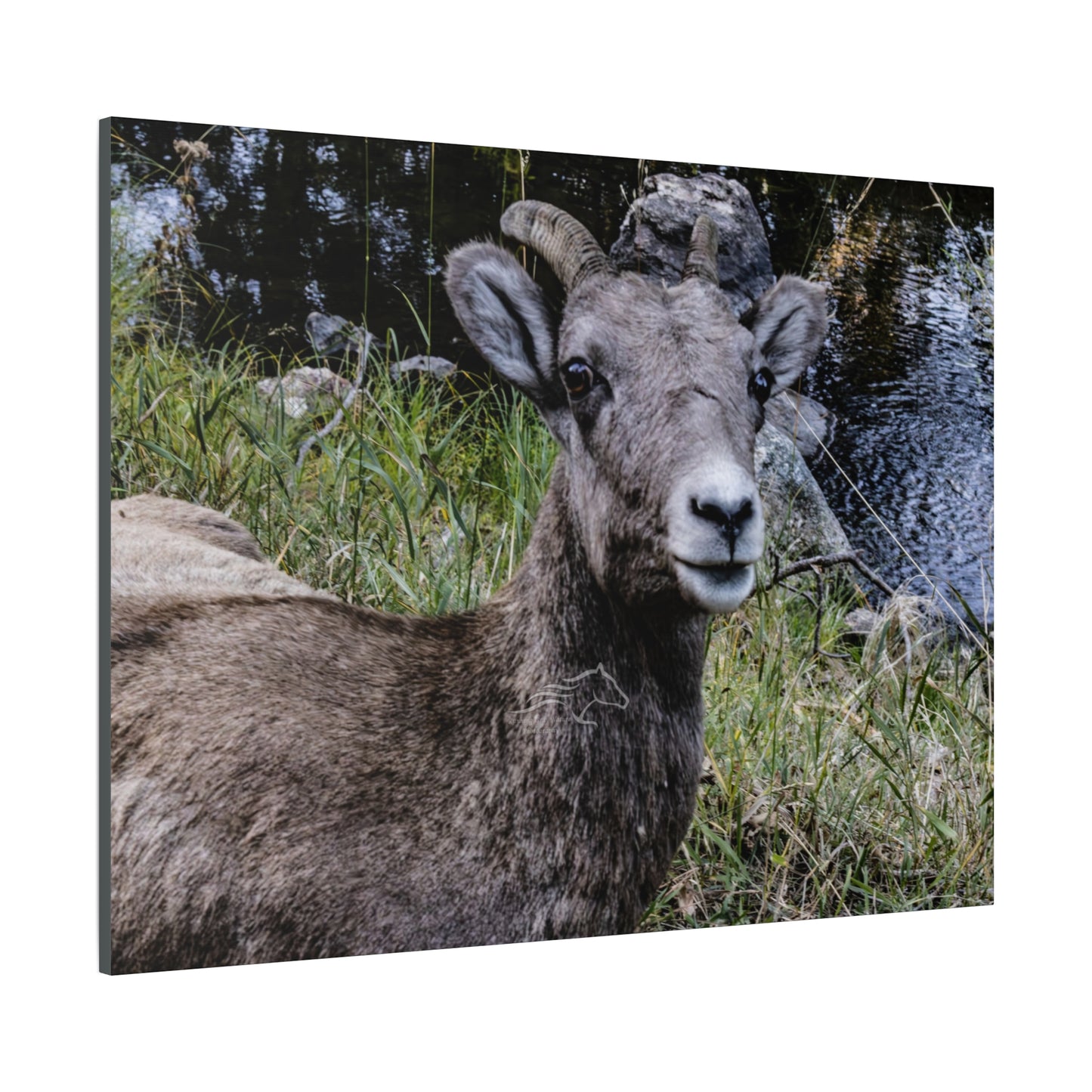 Big Horn Sheep Canvas