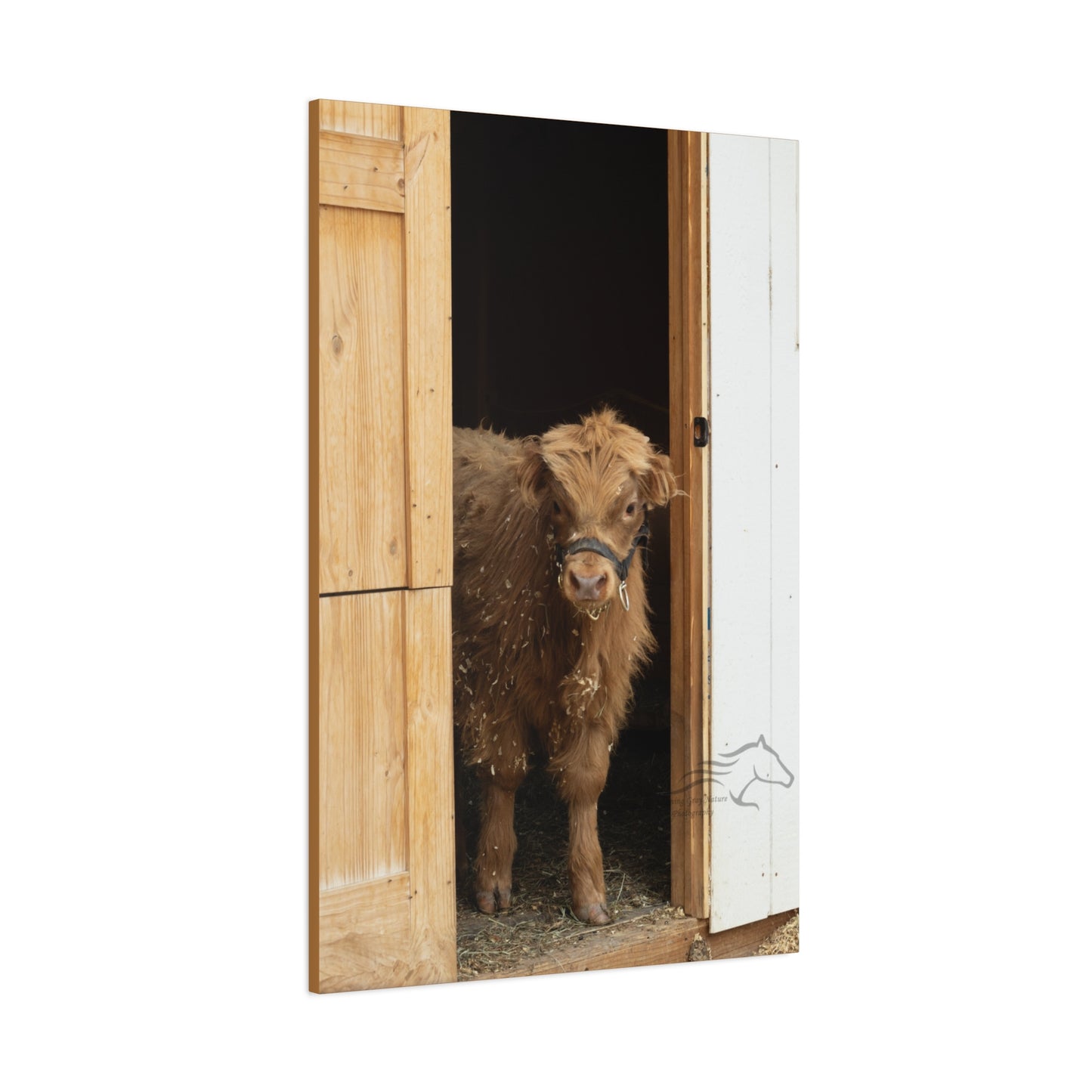 Little Highlander Canvas