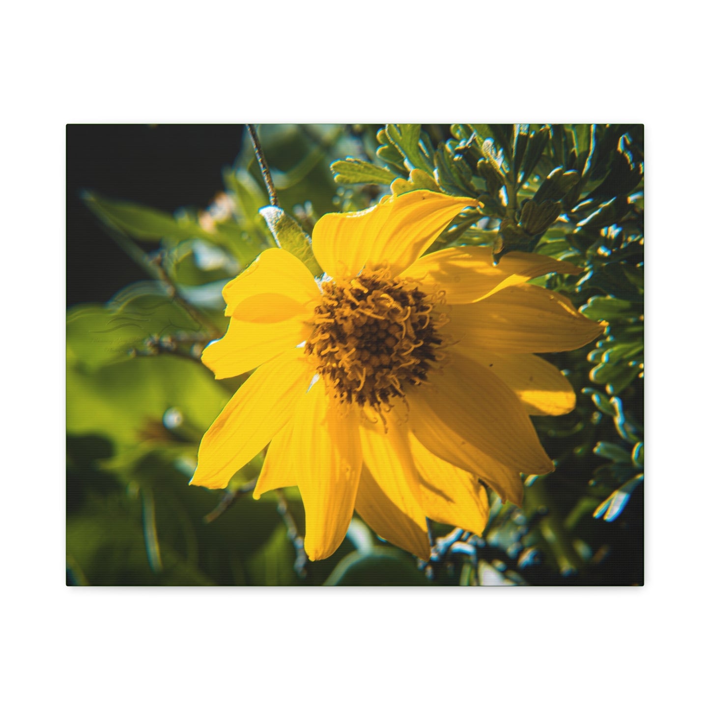 Arrowleaf Balsamroot Canvas