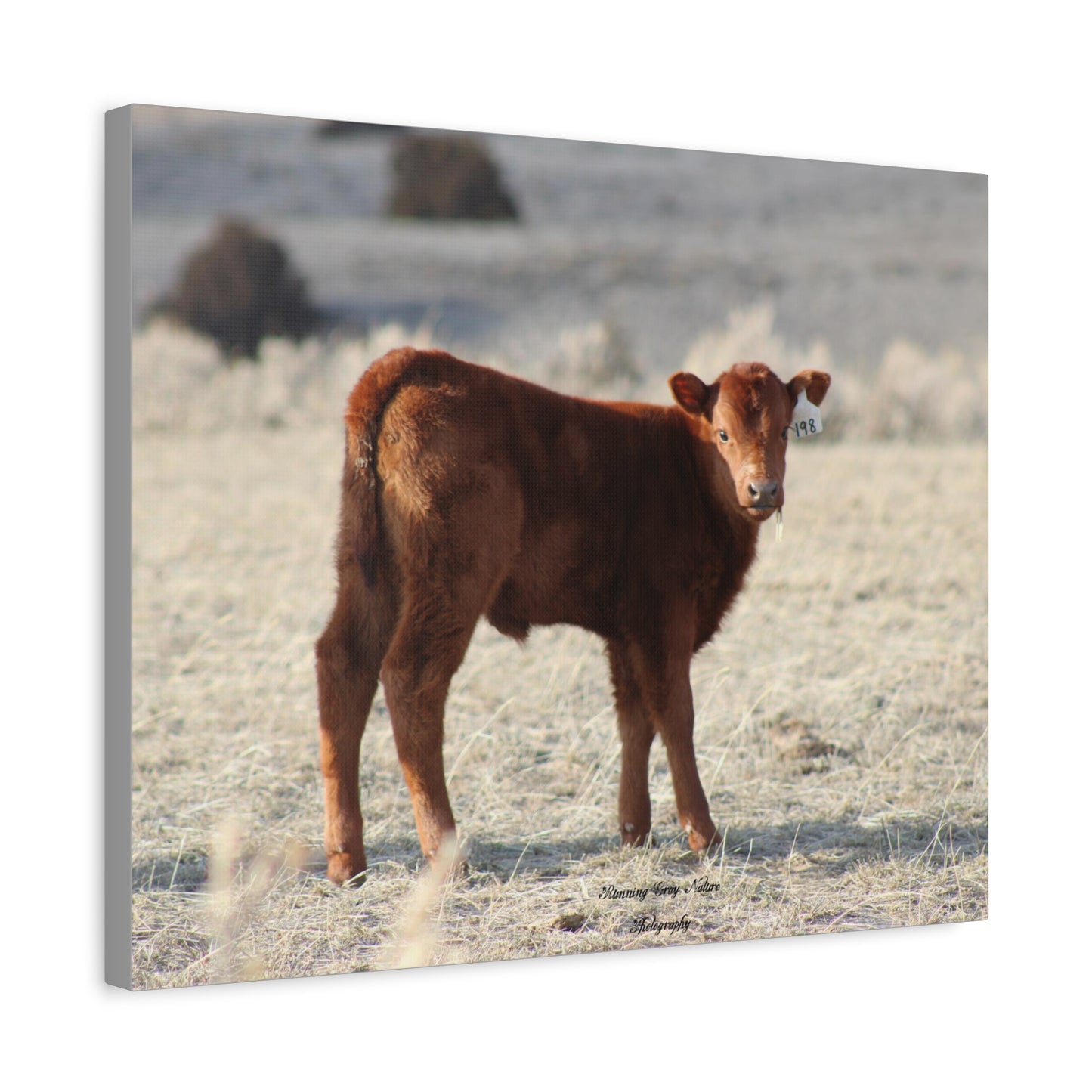 Baby Calf 198 Matte Canvas, Stretched, 1.25"