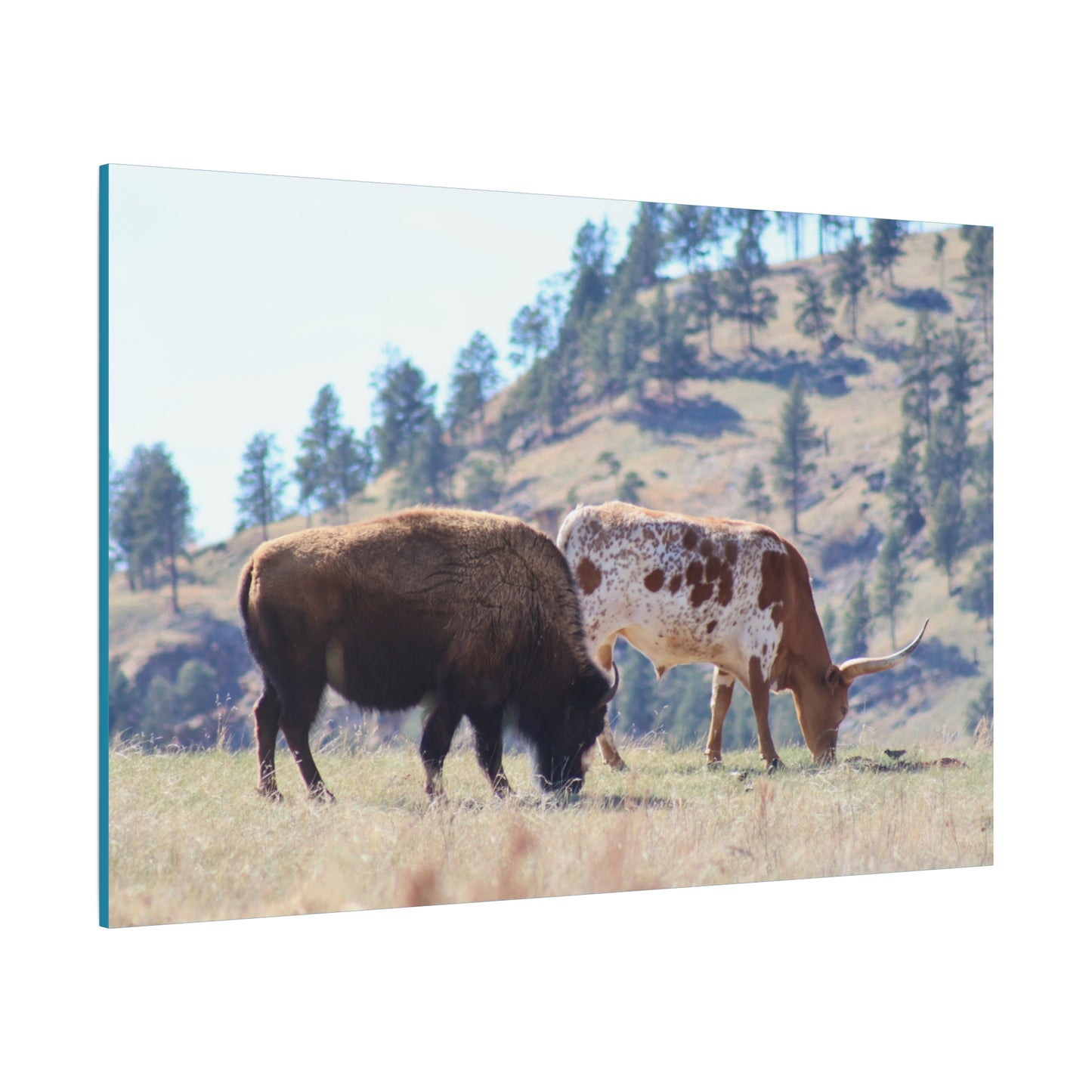 Long Horn and Buffalo Canvas