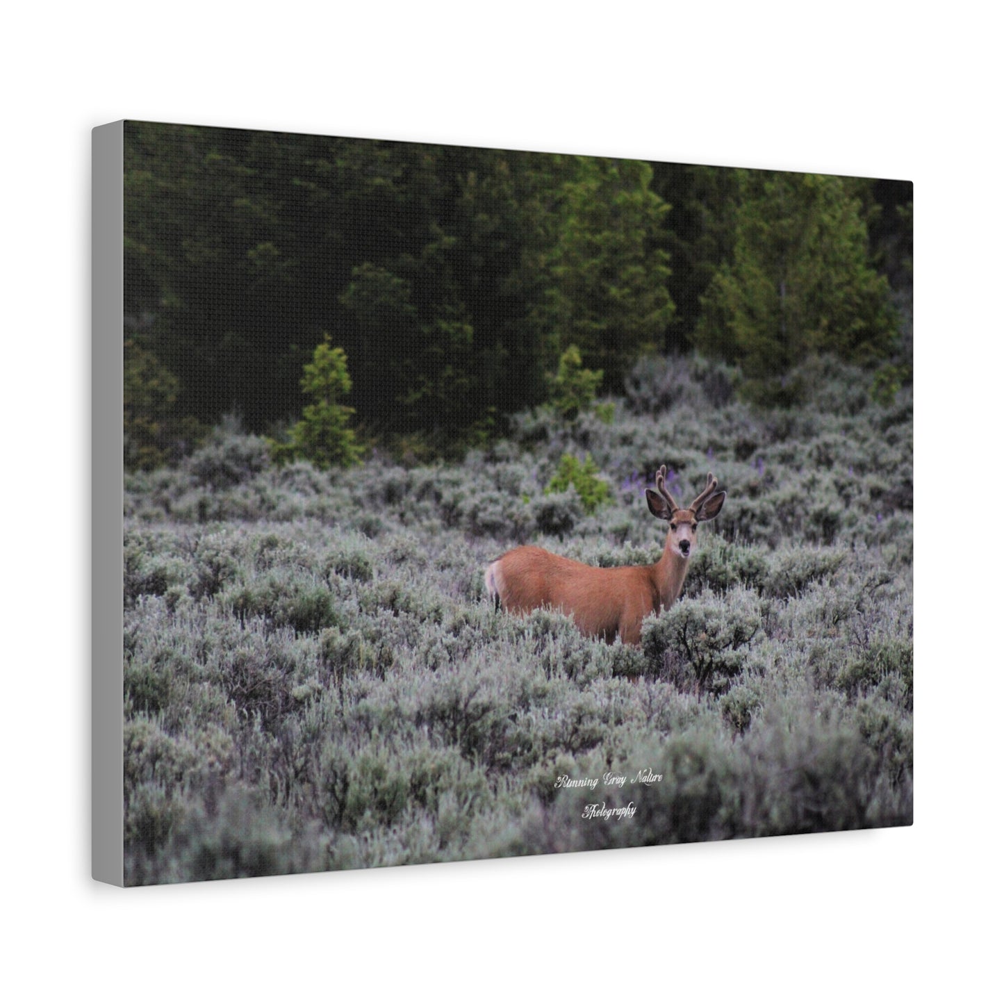 Wyoming Deer Matte Canvas, Stretched, 1.25"