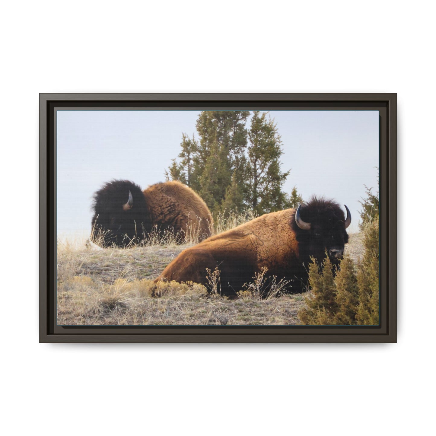 Two Bull Buffalo Framed Canvas