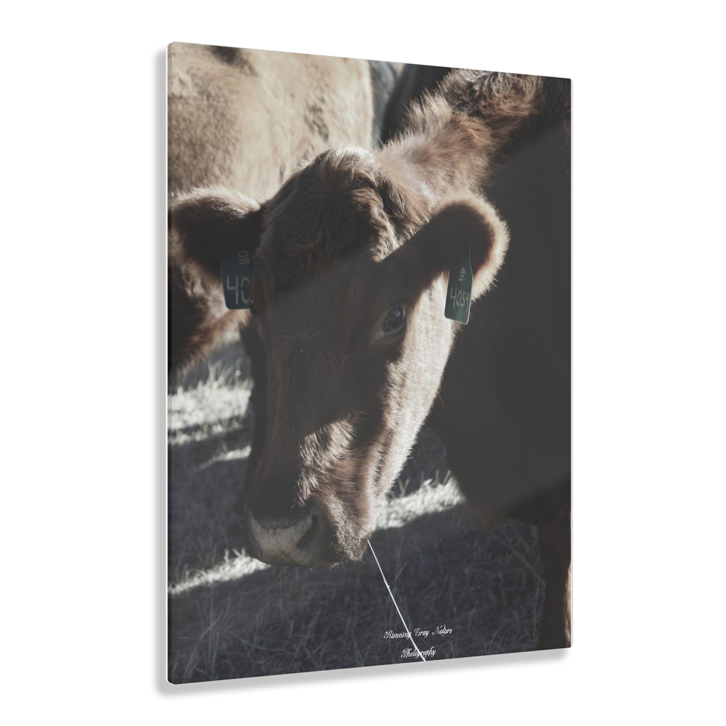 Momma Cow 4059 Acrylic Prints