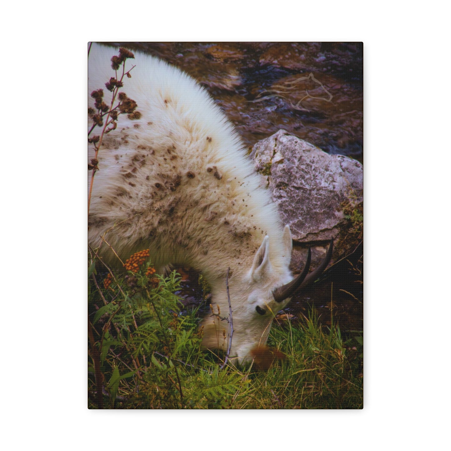 Mountain Goat Canvas