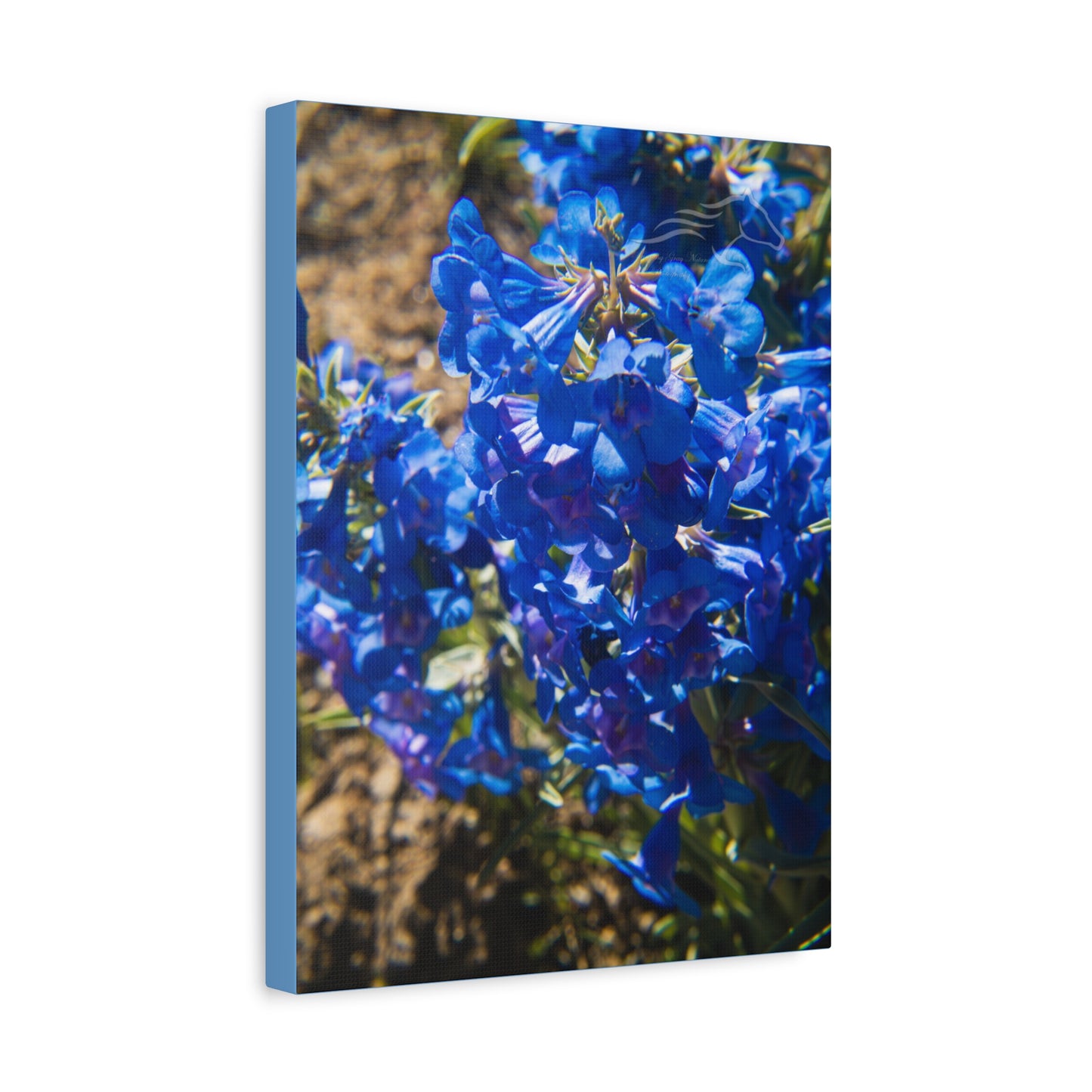 Rocky Mountain Beardtongue Canvas