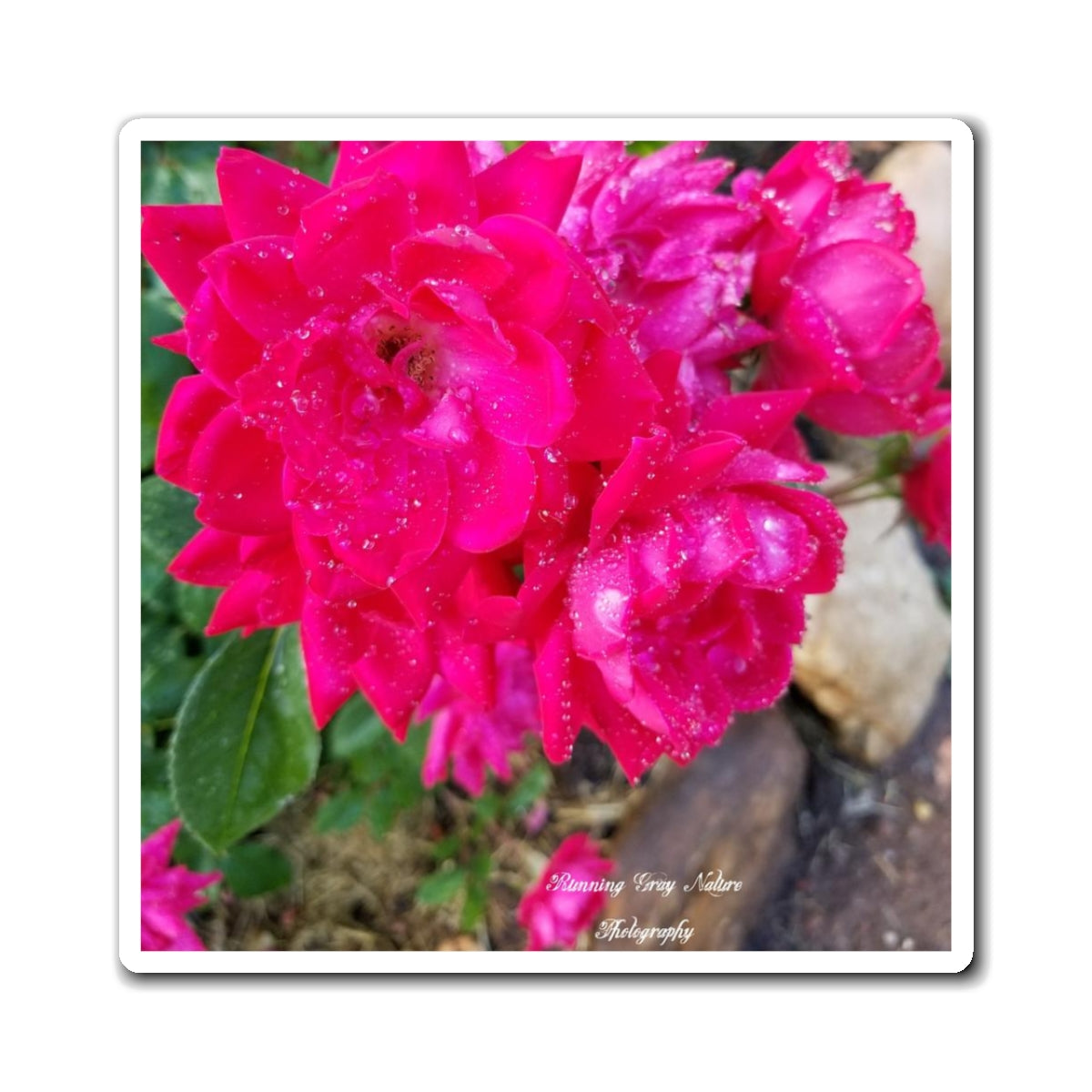 Red Roses Magnets