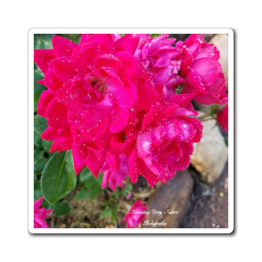 Red Roses Magnets