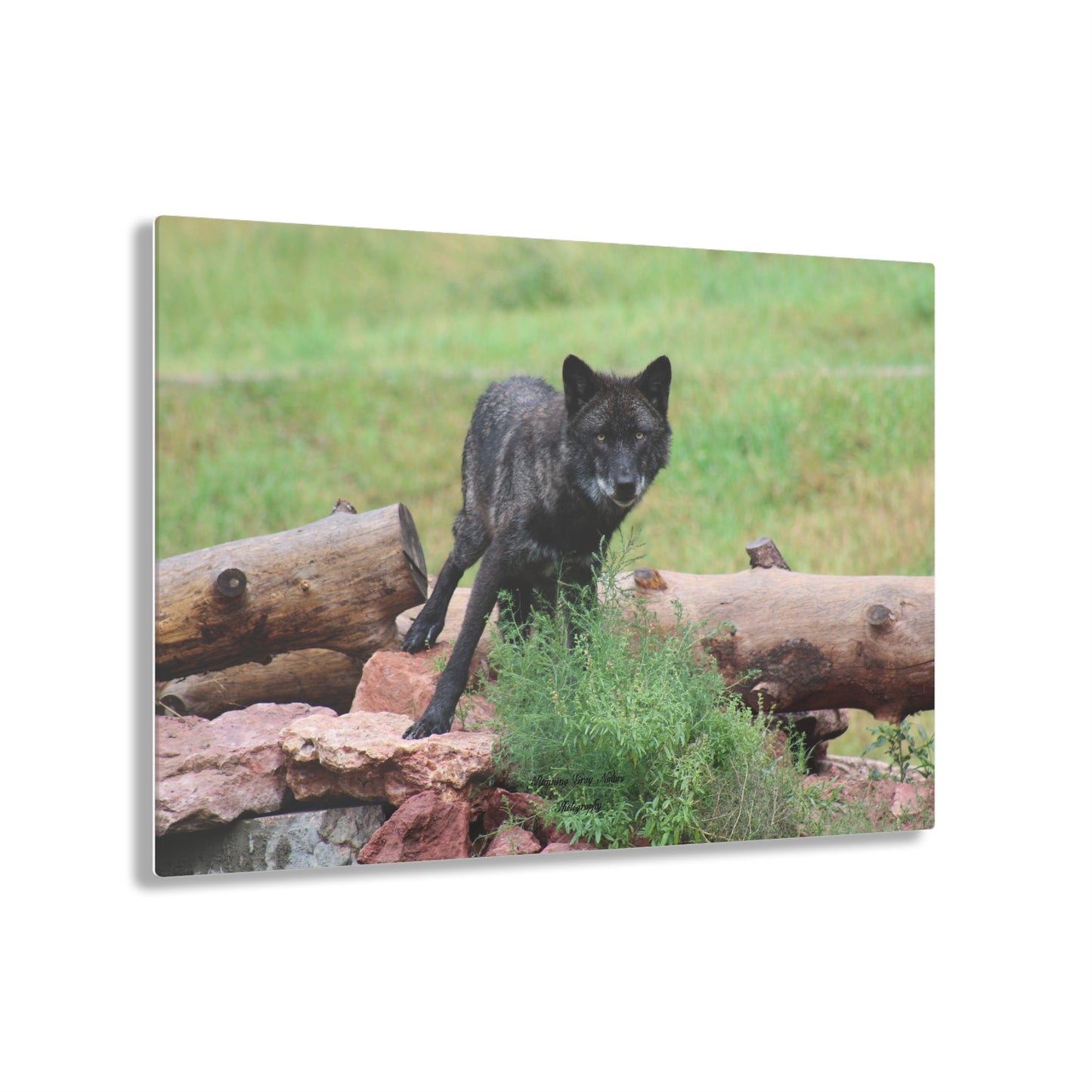 Black Wolf Acrylic Prints