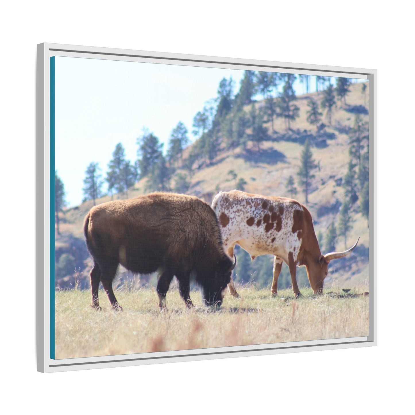 Long Horn and Buffalo Framed Canvas