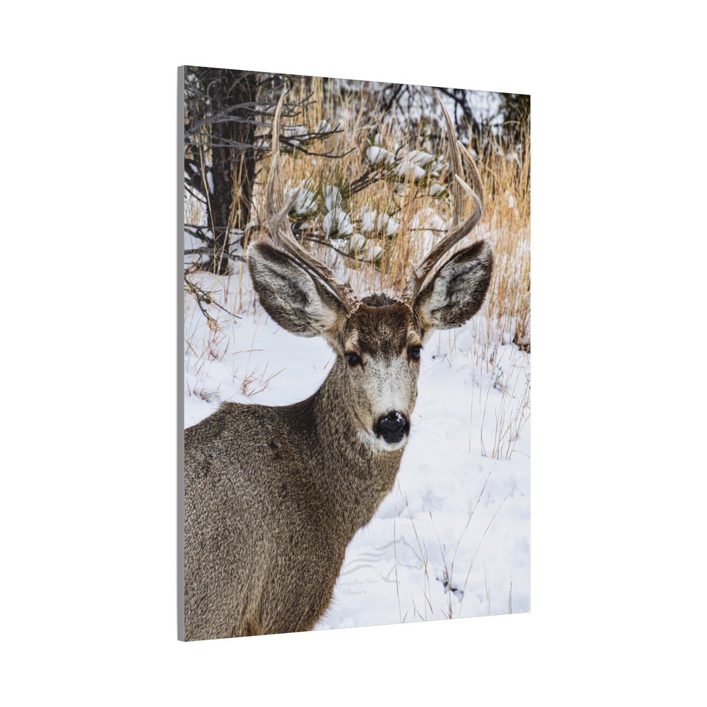 Deer Antlers in February Canvas