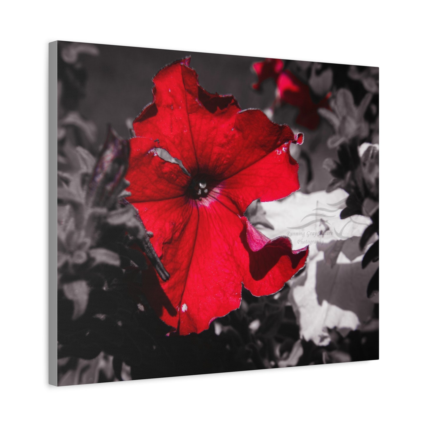 Black and Red Flower Canvas