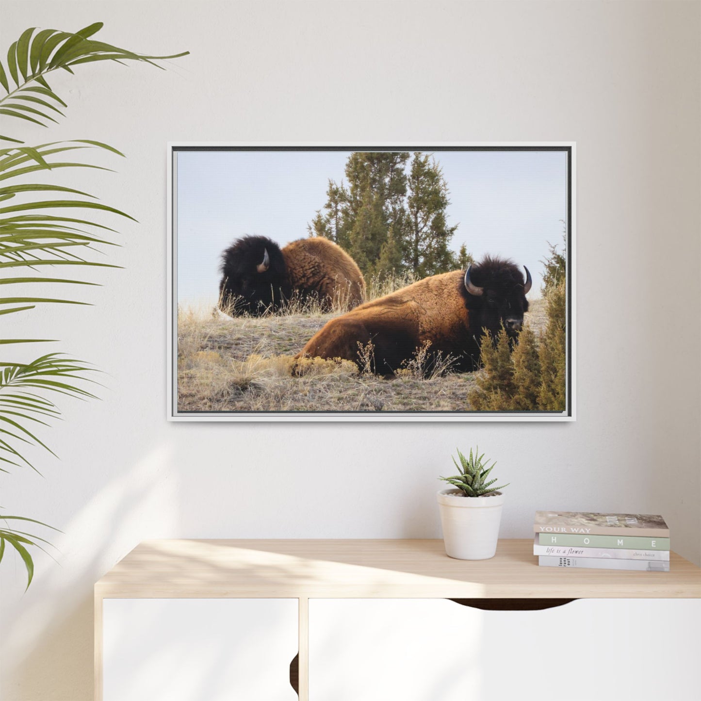 Two Bull Buffalo Framed Canvas